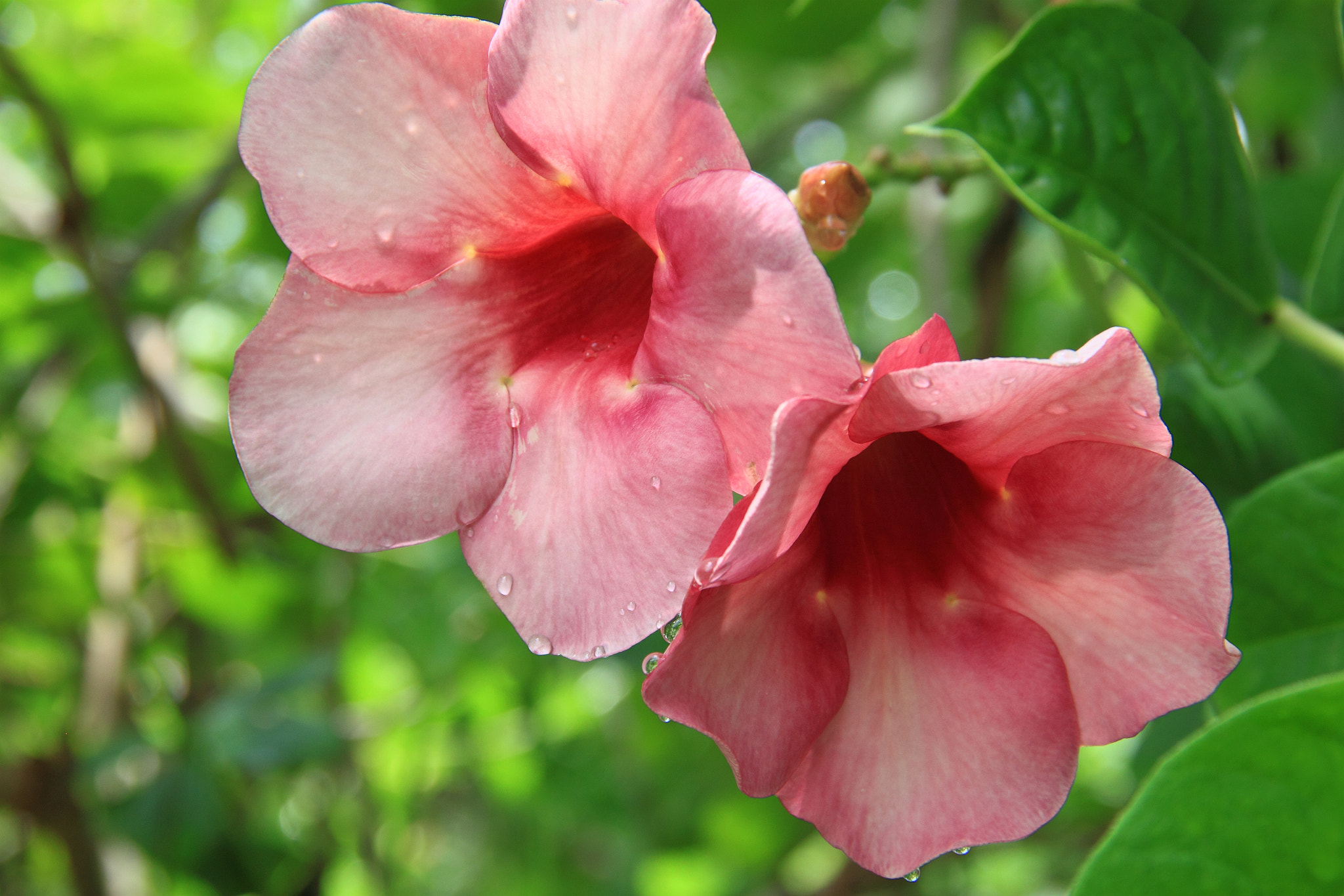 Canon EOS 500D (EOS Rebel T1i / EOS Kiss X3) sample photo. Floral bliss photography