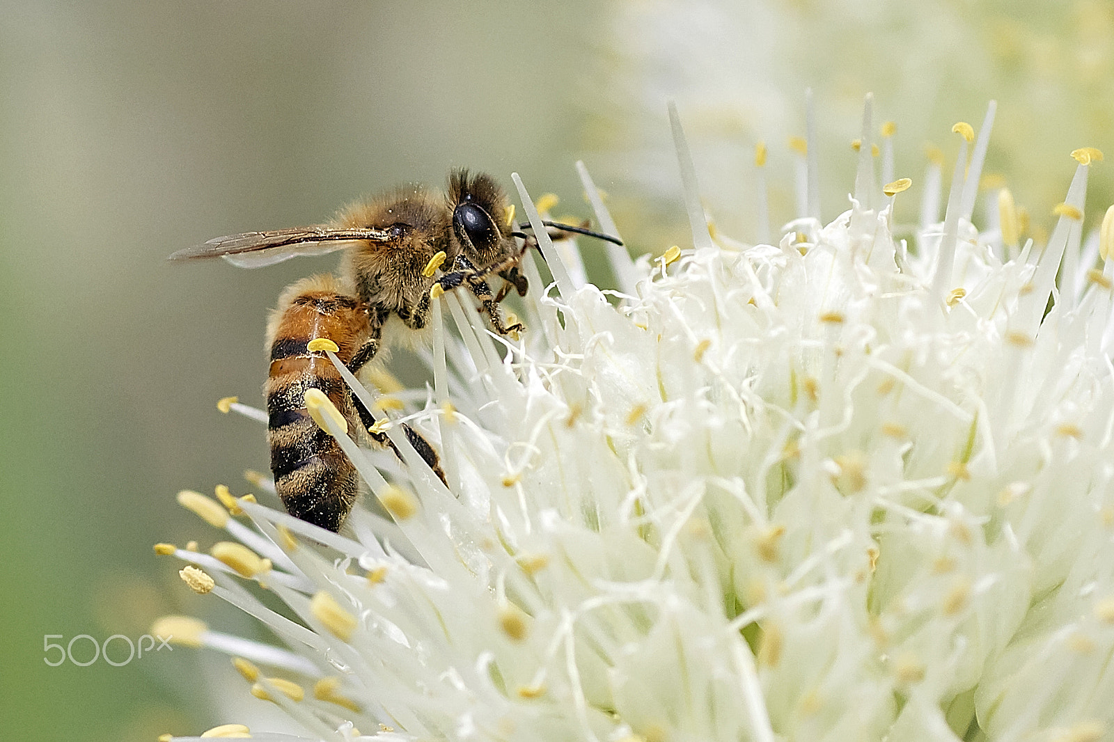 Canon EOS 600D (Rebel EOS T3i / EOS Kiss X5) + Tamron SP AF 90mm F2.8 Di Macro sample photo. Honeybee over the leek flower photography