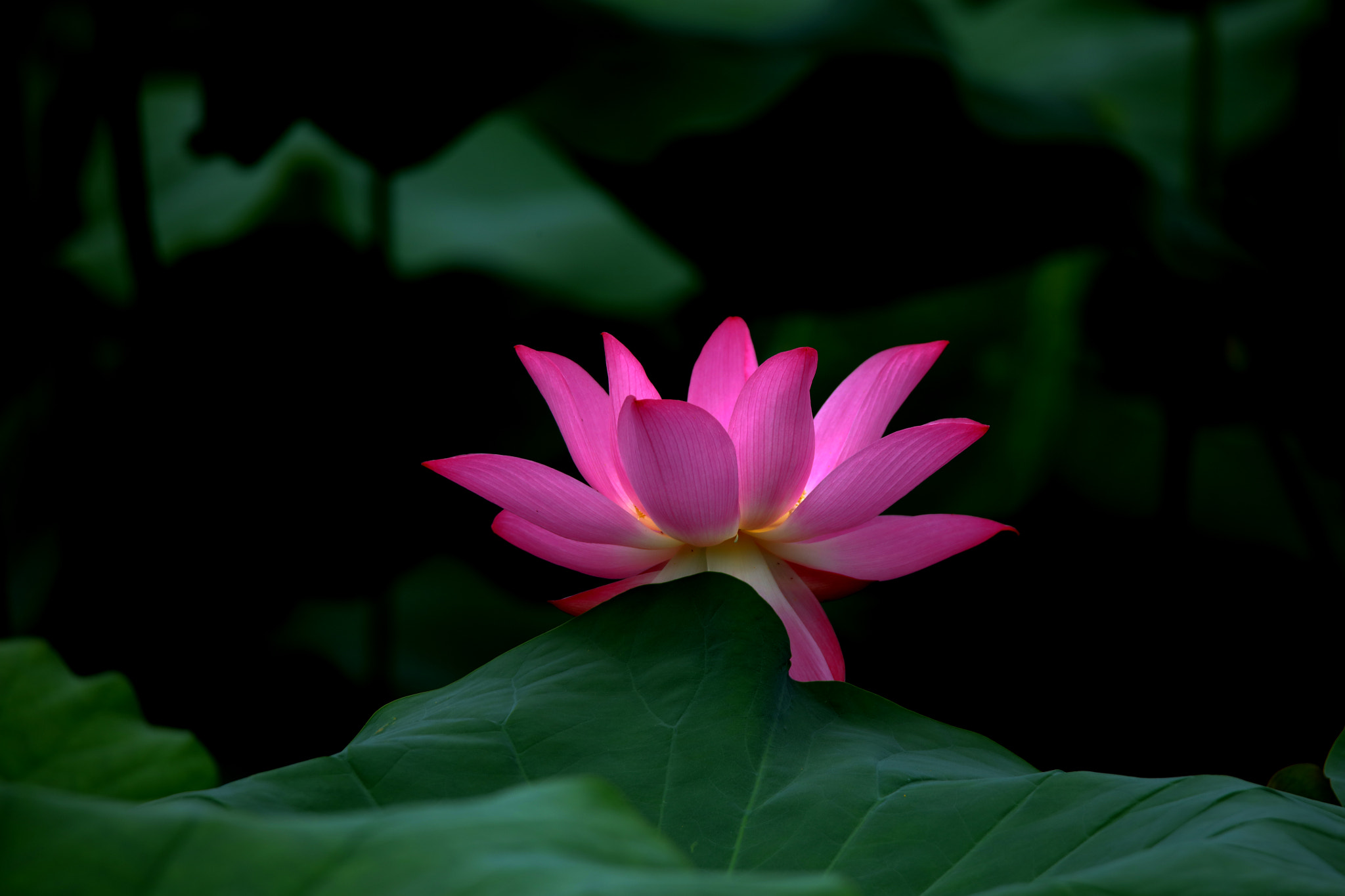 Tamron SP 150-600mm F5-6.3 Di VC USD sample photo. Lotus photography