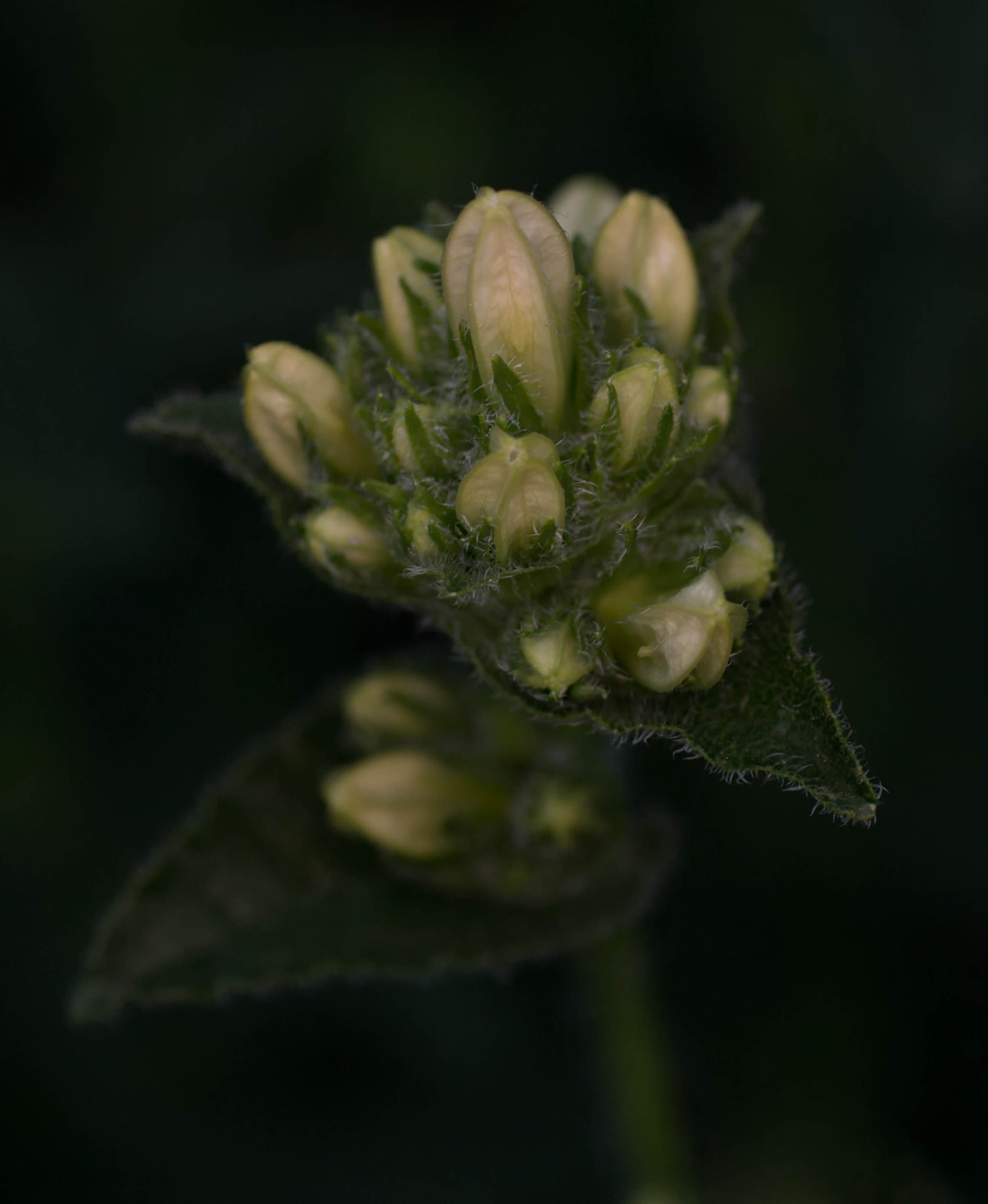 Canon EOS 700D (EOS Rebel T5i / EOS Kiss X7i) + Canon EF 50mm F2.5 Macro sample photo. Morning flower photography