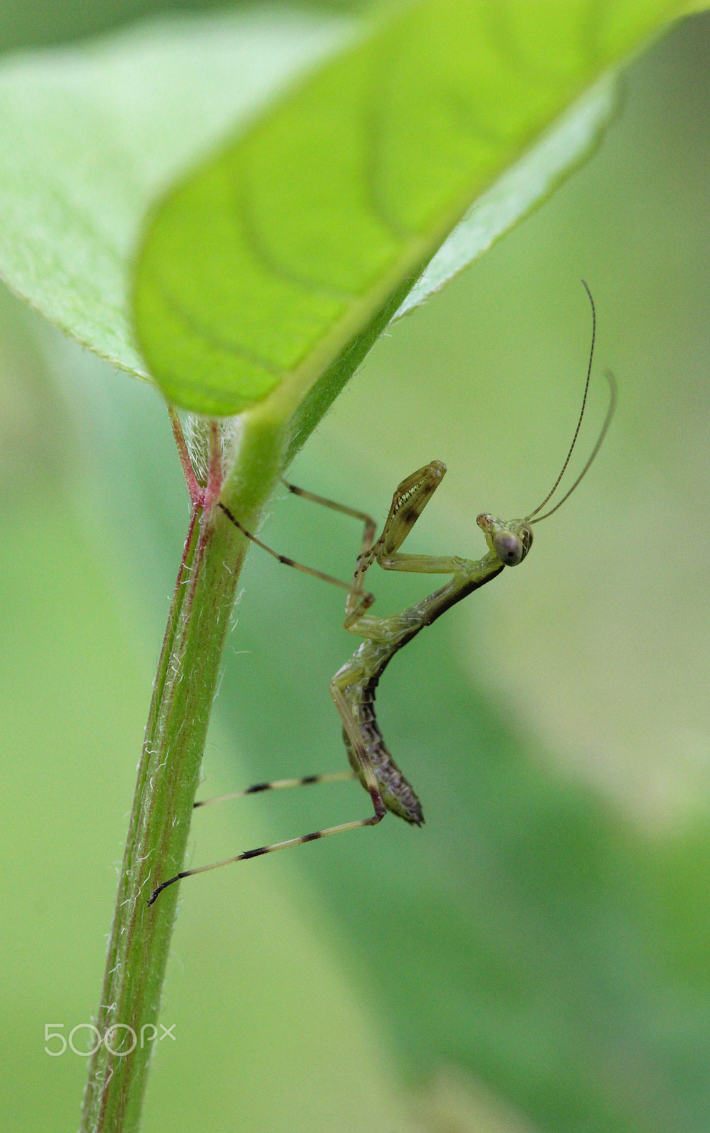Sigma 105mm F2.8 EX DG OS HSM sample photo. Climbing the beanstalk photography