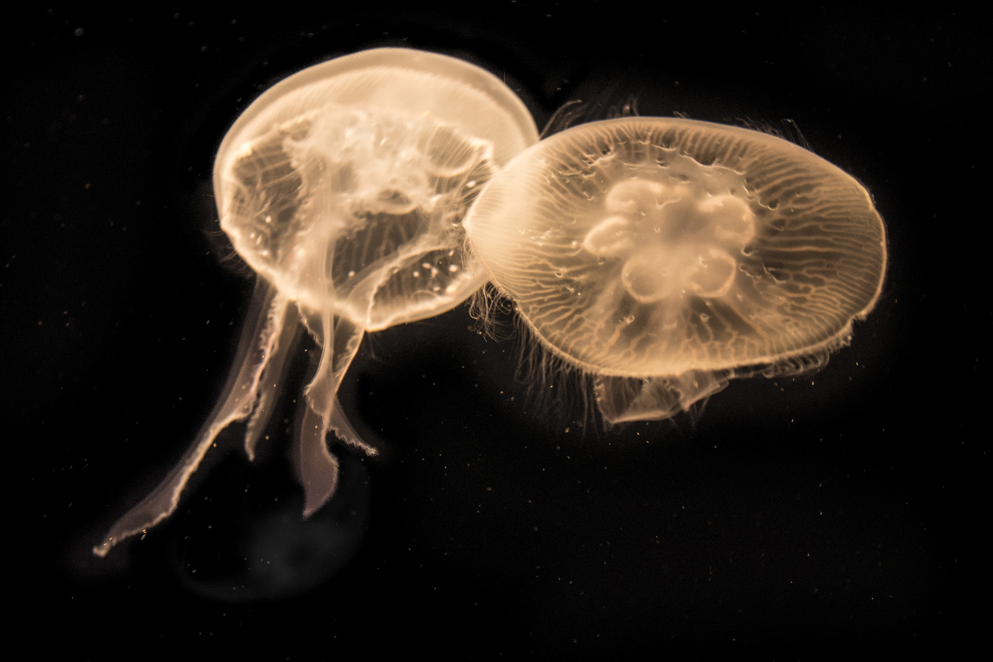 Canon EF 24-105mm F4L IS USM sample photo. Jellies photography