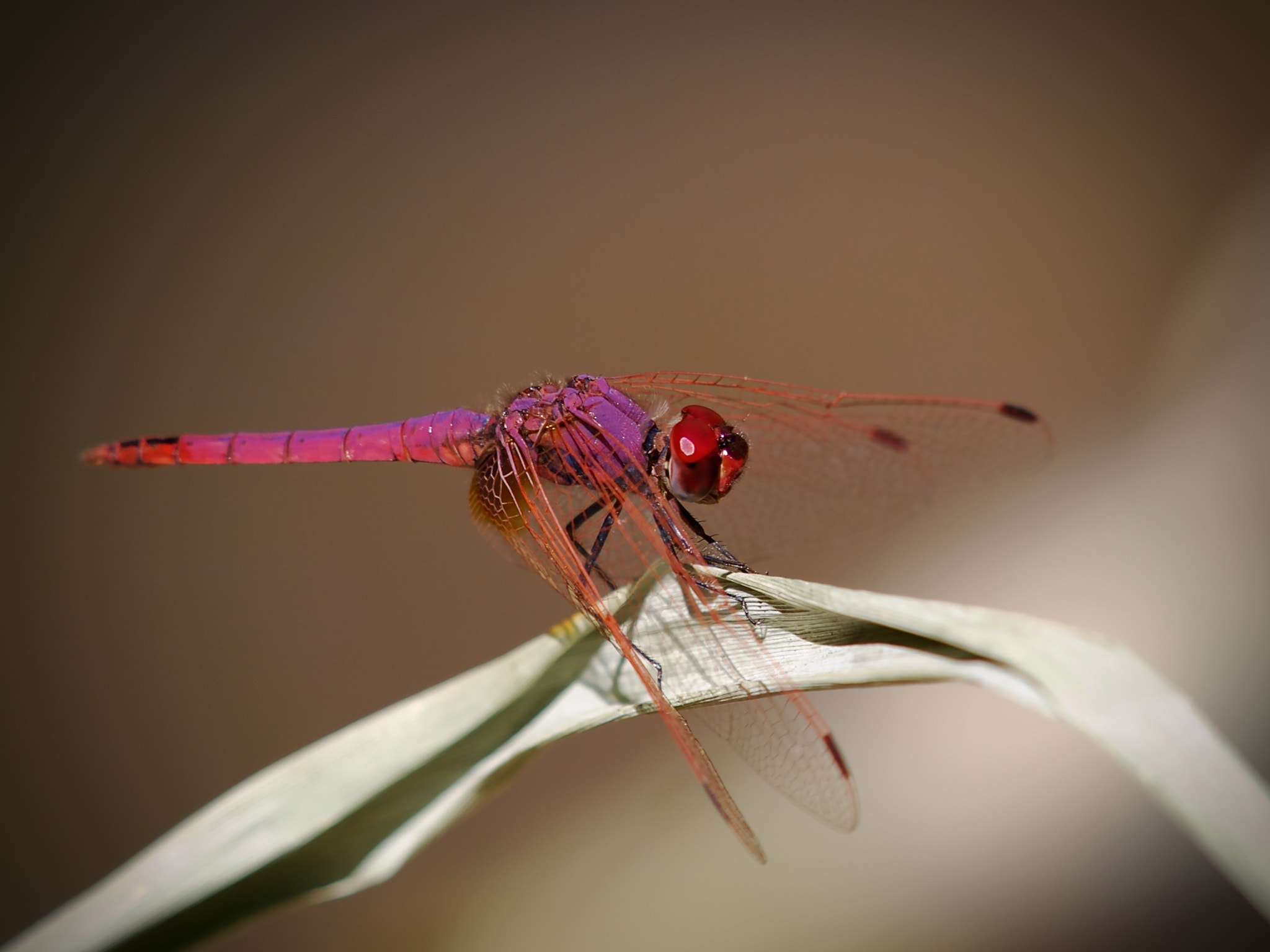 Olympus E-3 sample photo