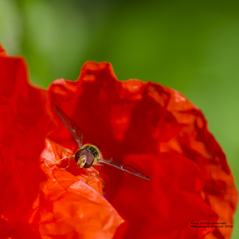 Tokina AT-X Pro 100mm F2.8 Macro sample photo. Coucou photography