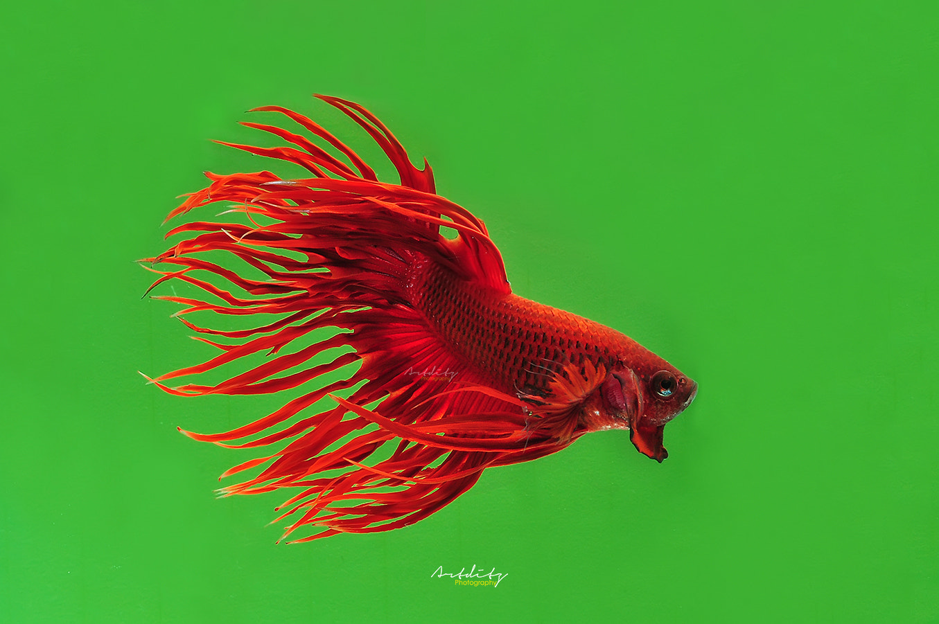 Nikon D90 + AF Micro-Nikkor 105mm f/2.8 sample photo. R.i.p my red crowntail photography