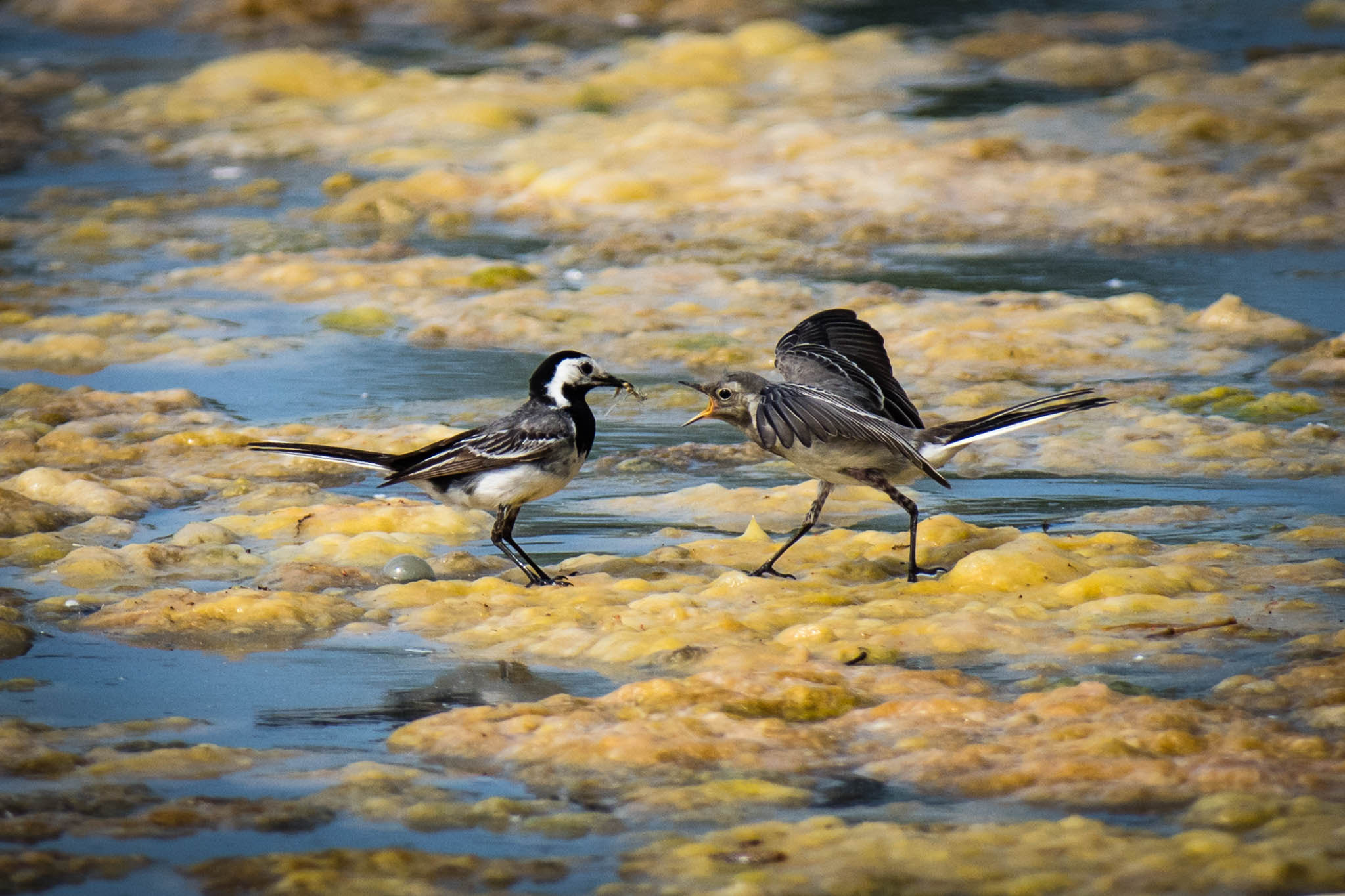 Nikon D810 + Nikon AF-S Nikkor 300mm F2.8G ED-IF VR sample photo. Have a taste my darling photography