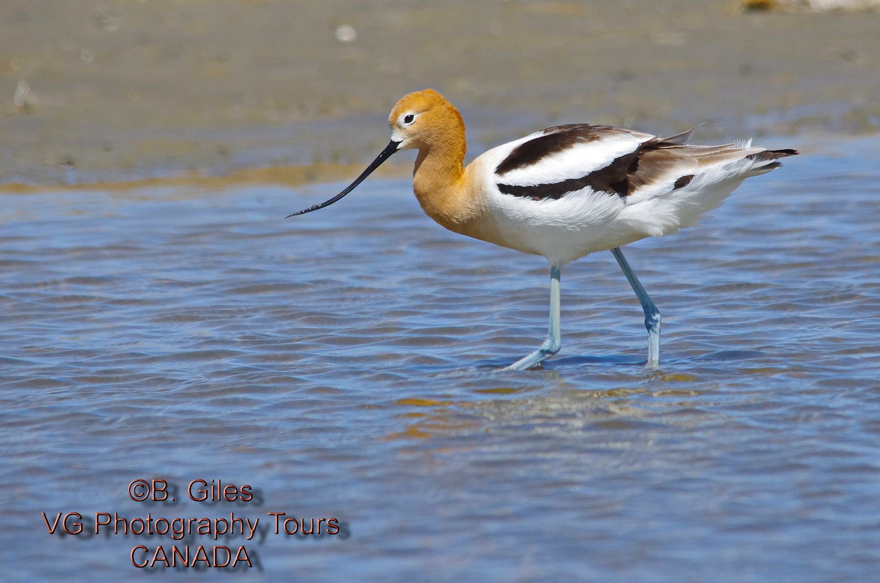 Sigma 150-500mm F5-6.3 DG OS HSM sample photo. American avocet photography