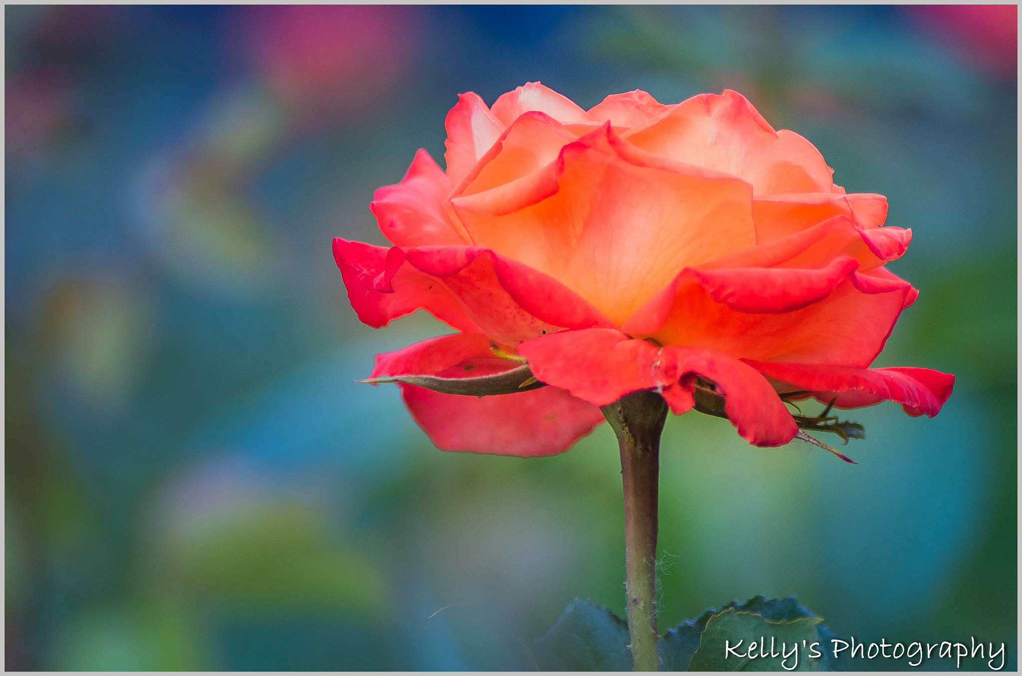 Tamron AF 70-300mm F4-5.6 Di LD Macro sample photo. Rose  photography