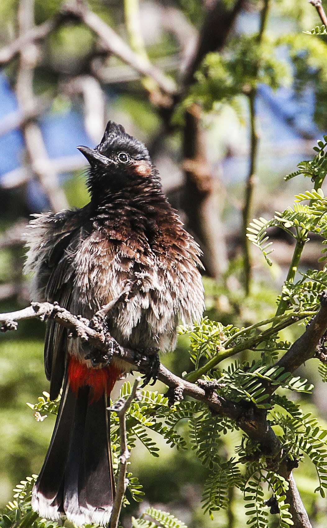 Canon EF 70-300mm F4-5.6L IS USM sample photo. Red vented bulbul photography