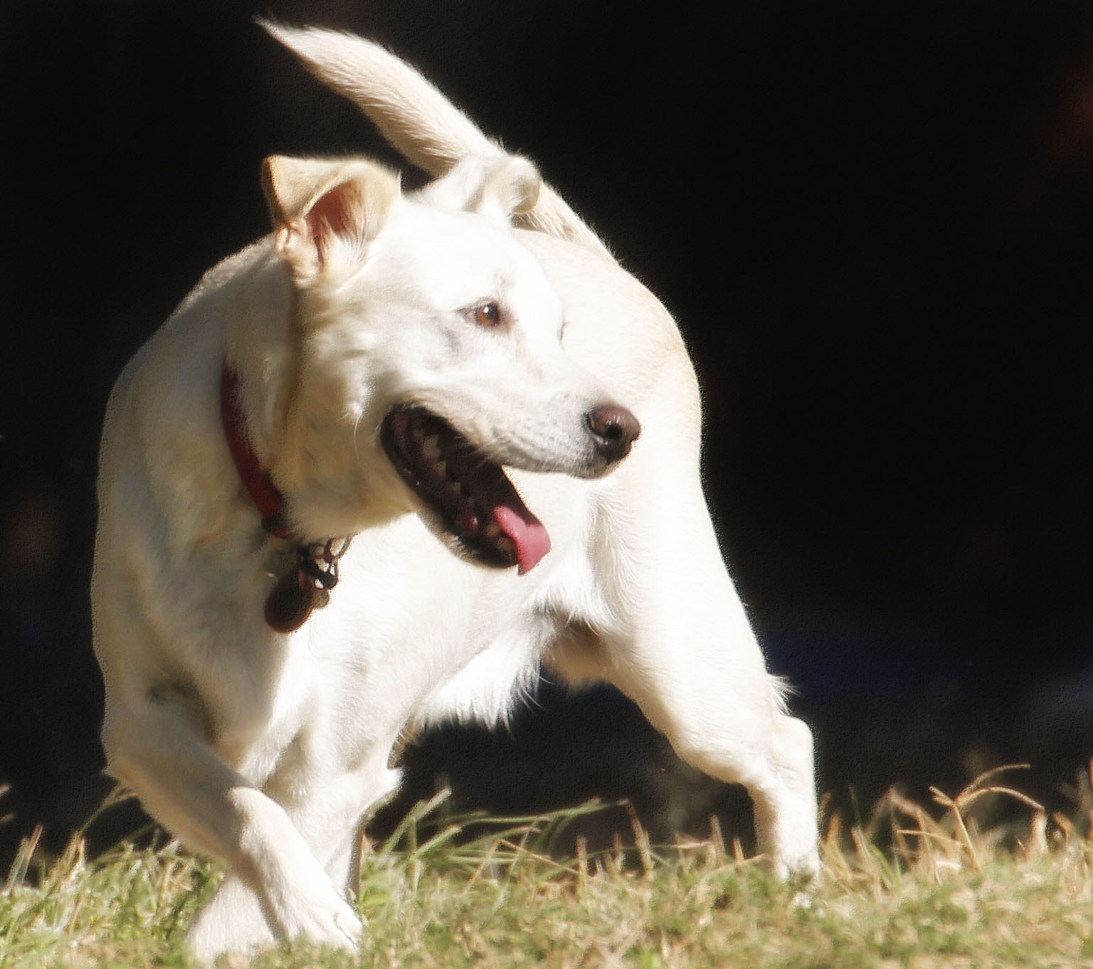 Canon EF 70-300mm F4-5.6L IS USM sample photo. Puppy at the park photography