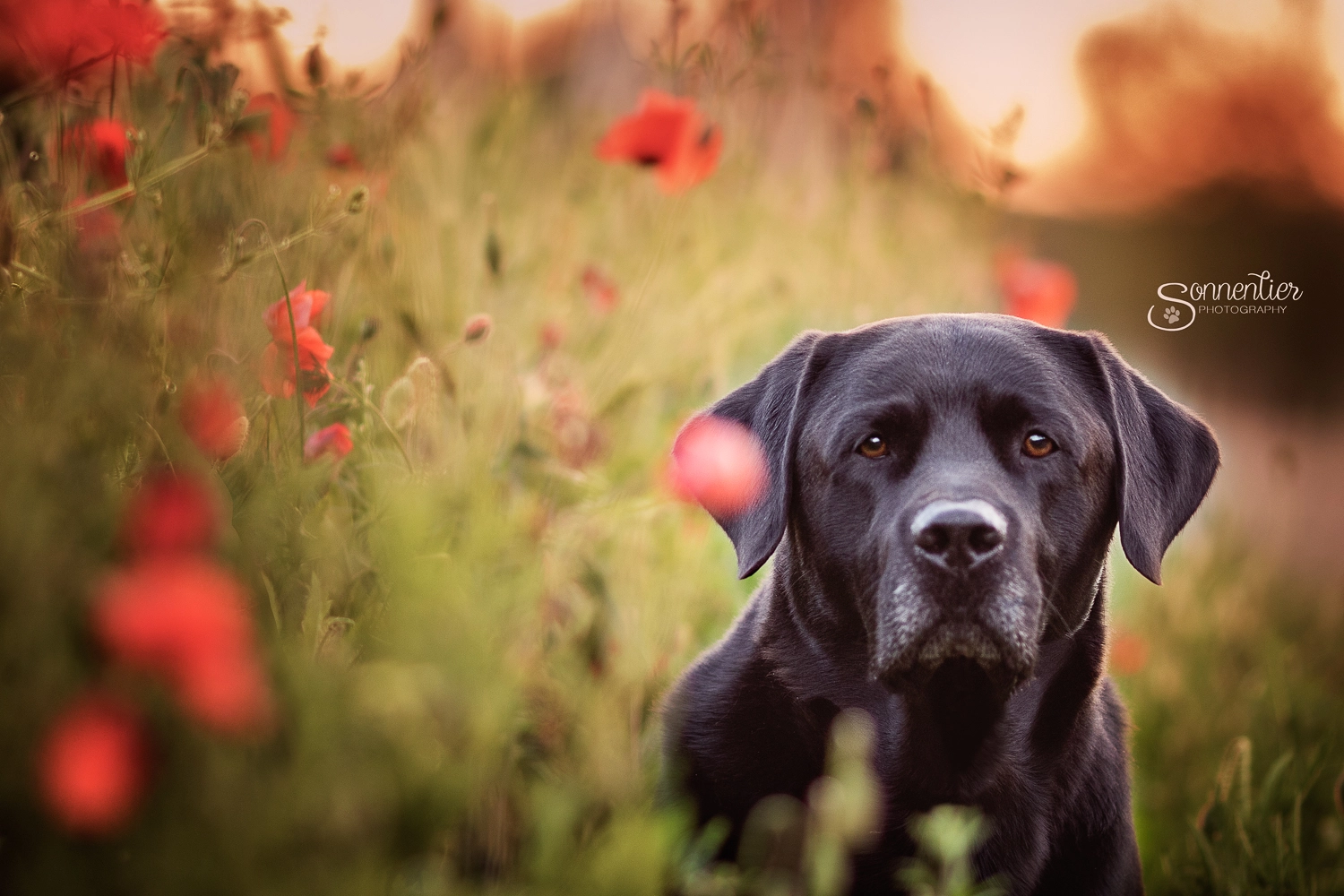Canon EOS 7D Mark II + Canon EF 135mm F2L USM sample photo. Mr. wildflower photography