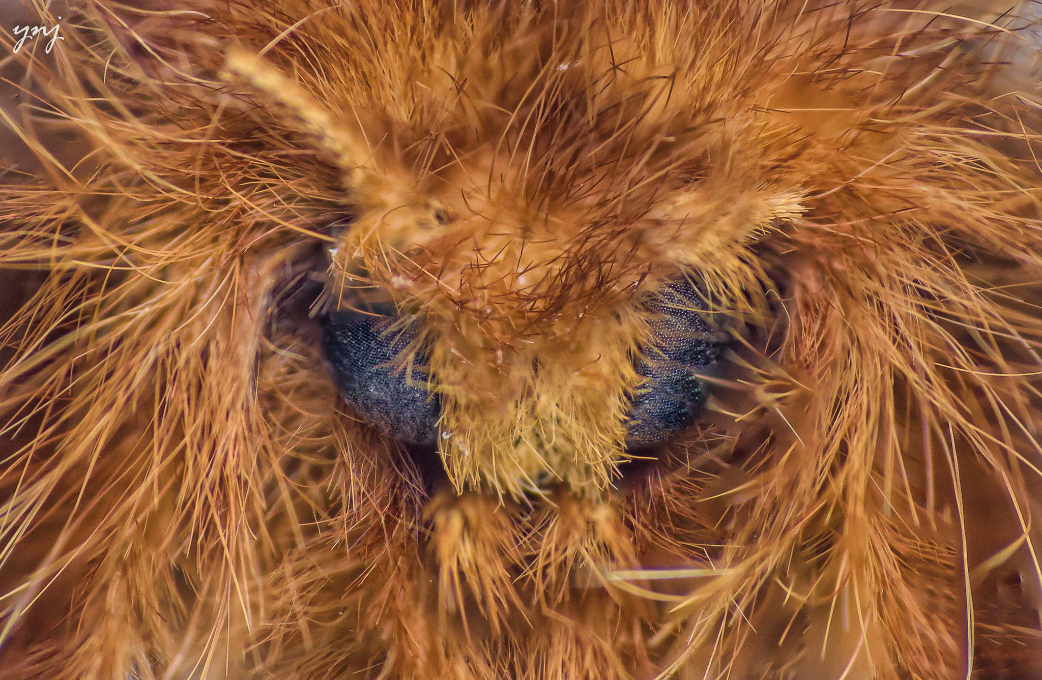 Sigma 70-300mm F4-5.6 APO DG Macro sample photo. Moth eyes photography