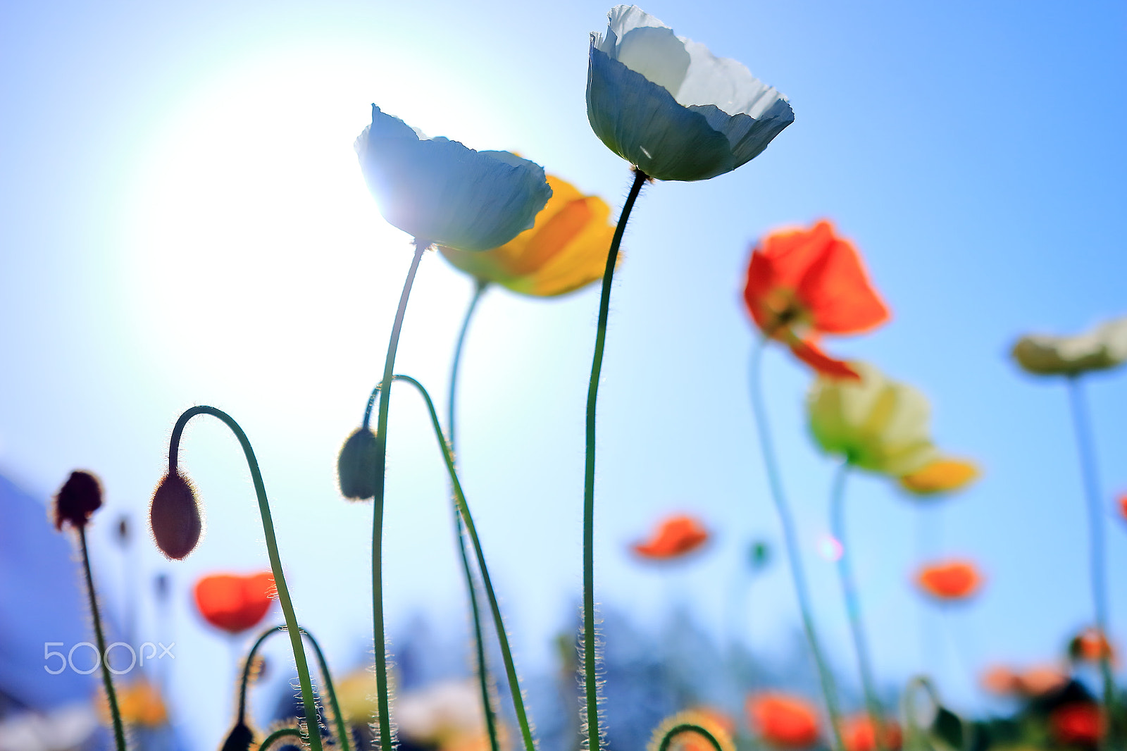 Sigma 18-35mm f/1.8 DC HSM sample photo. Poppies photography