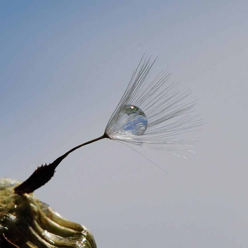 Nikon AF-S DX Micro-Nikkor 85mm F3.5G ED VR sample photo. The dandelion photography