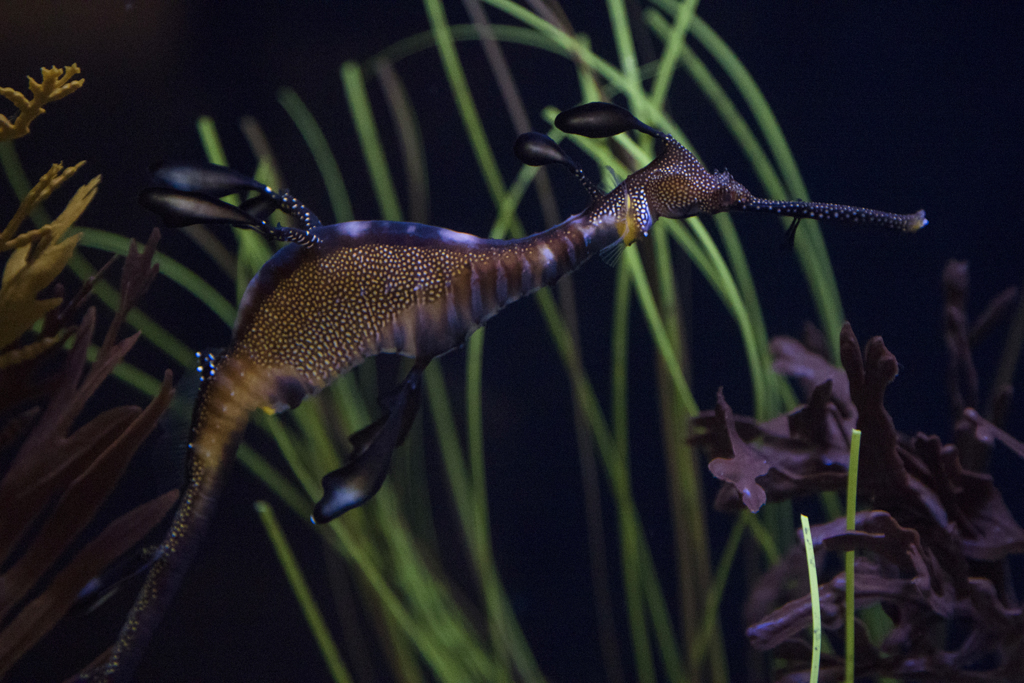 Panasonic Lumix DMC-GH4 + Canon EF 24-105mm F4L IS USM sample photo. Sea dragon photography