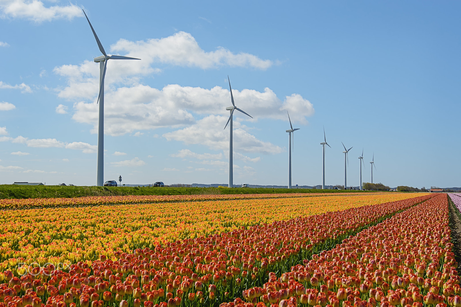 Nikon AF-S Nikkor 16-35mm F4G ED VR sample photo. Tulip fields north of the netherlands province. photography