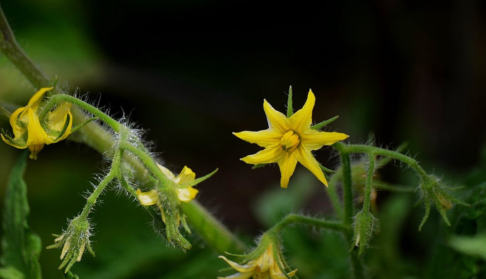 Sigma 70-300mm F4-5.6 APO Macro Super II sample photo. La fleur de tomate photography