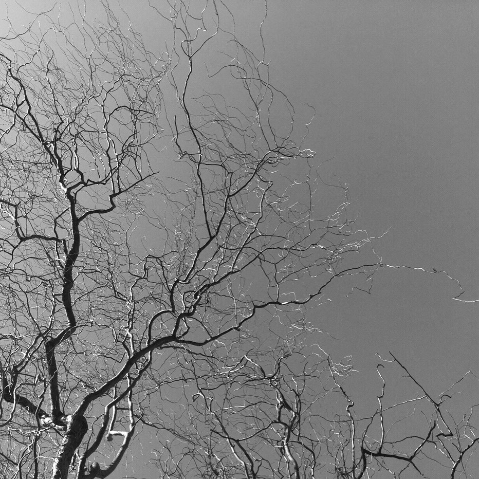 Apple iPhone7,1 sample photo. Tree and sky photography