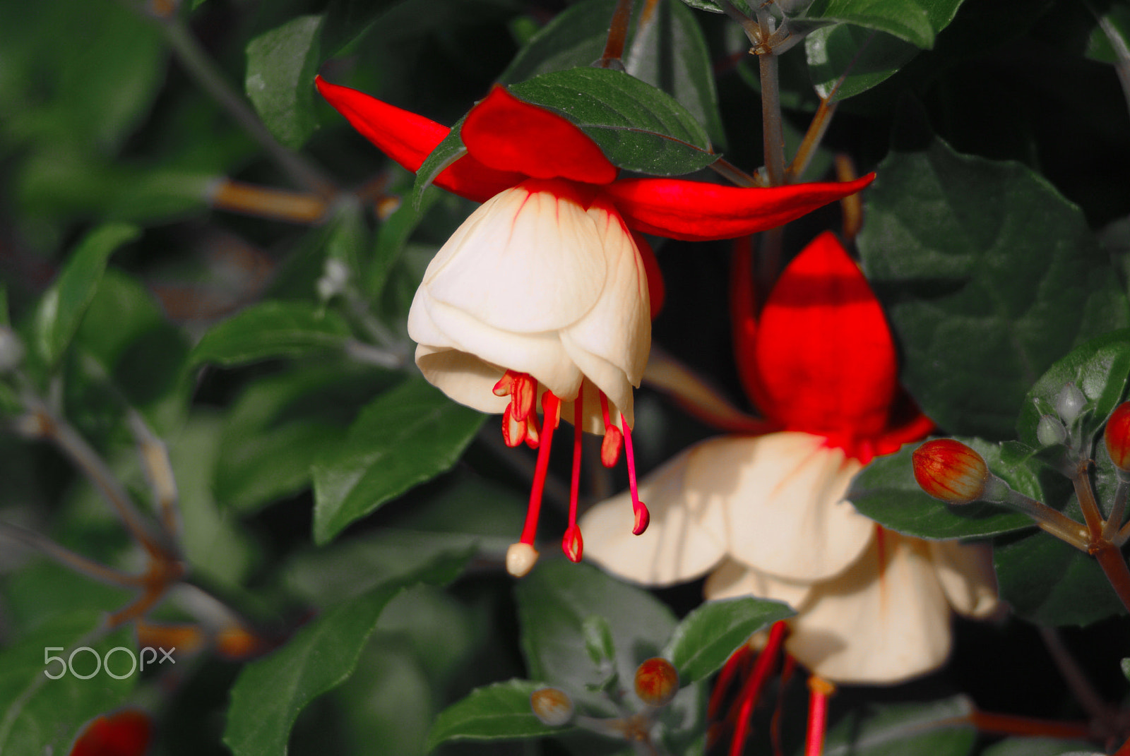 Sony Alpha DSLR-A330 + Sigma 55-200mm F4-5.6 DC sample photo