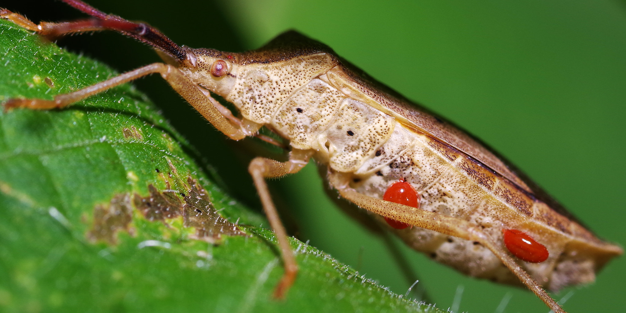 Pentax smc D-FA 100mm F2.8 Macro WR sample photo. Stink bug photography