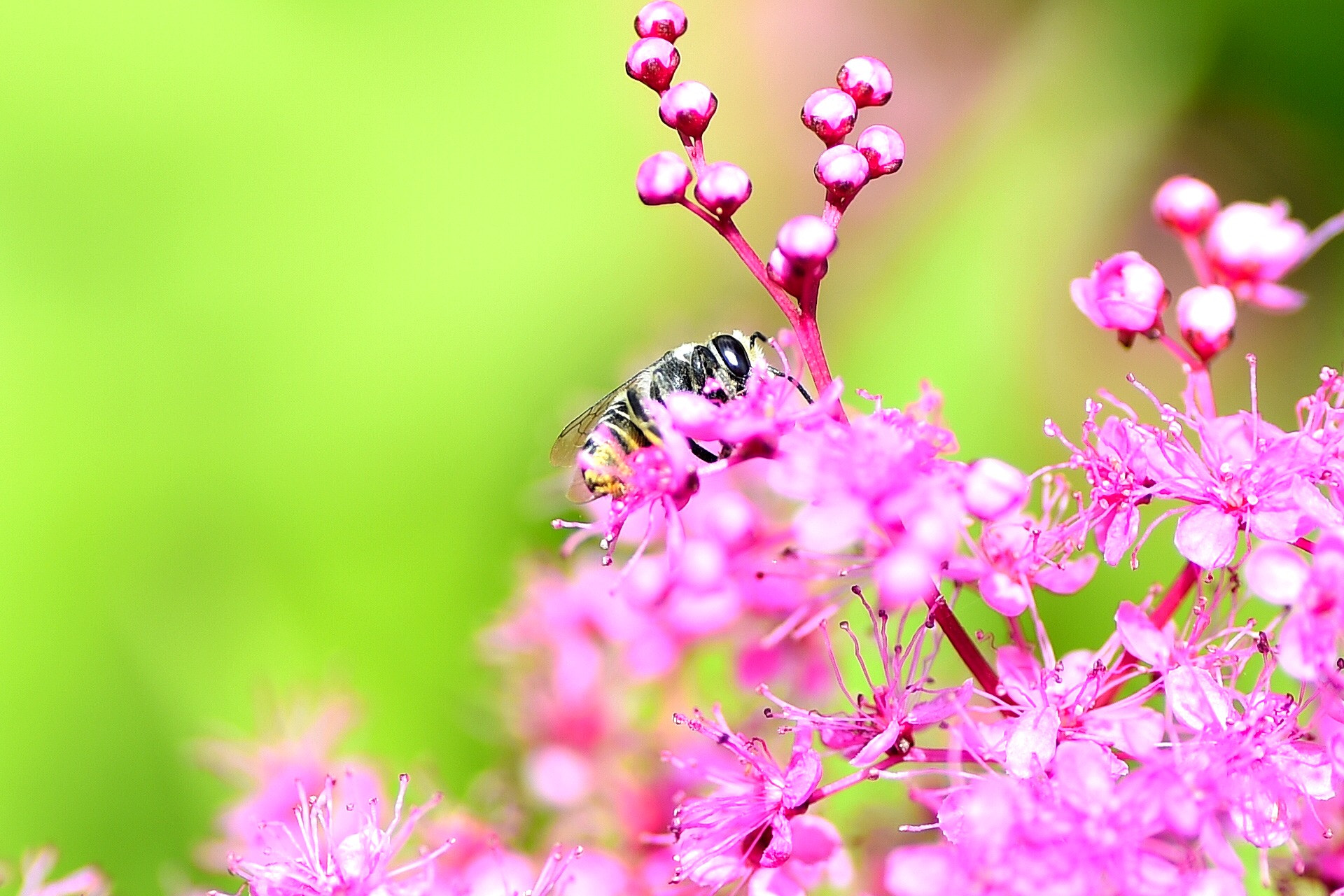 Nikon D4S sample photo. Bee and meadowsweet photography