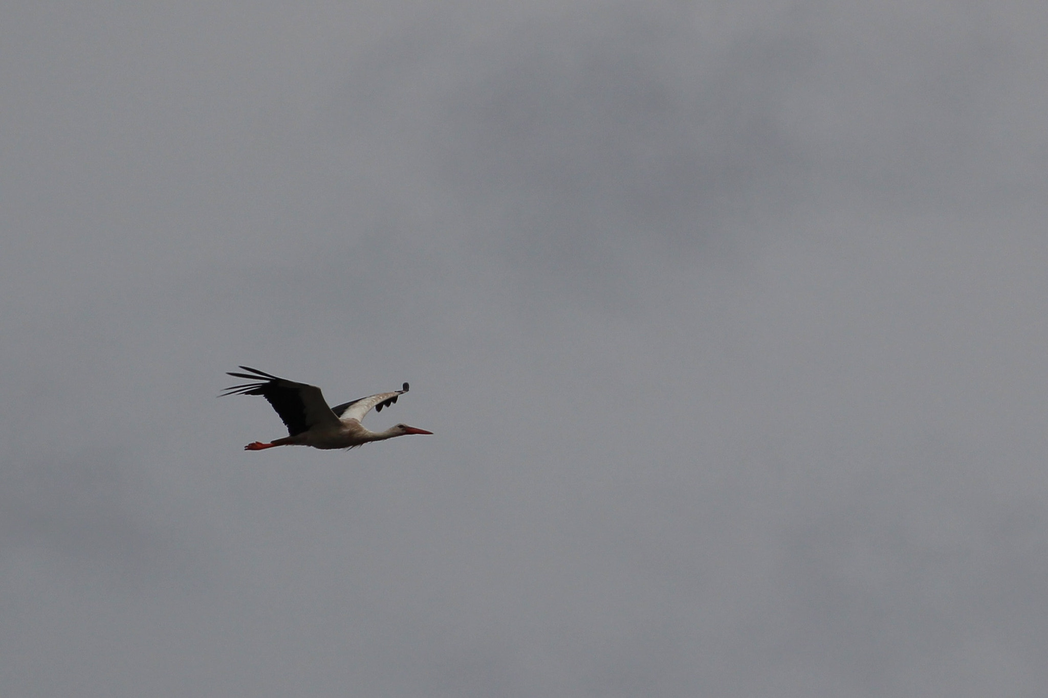 Canon EOS 100D (EOS Rebel SL1 / EOS Kiss X7) + Canon 70-300mm sample photo. Stork photography