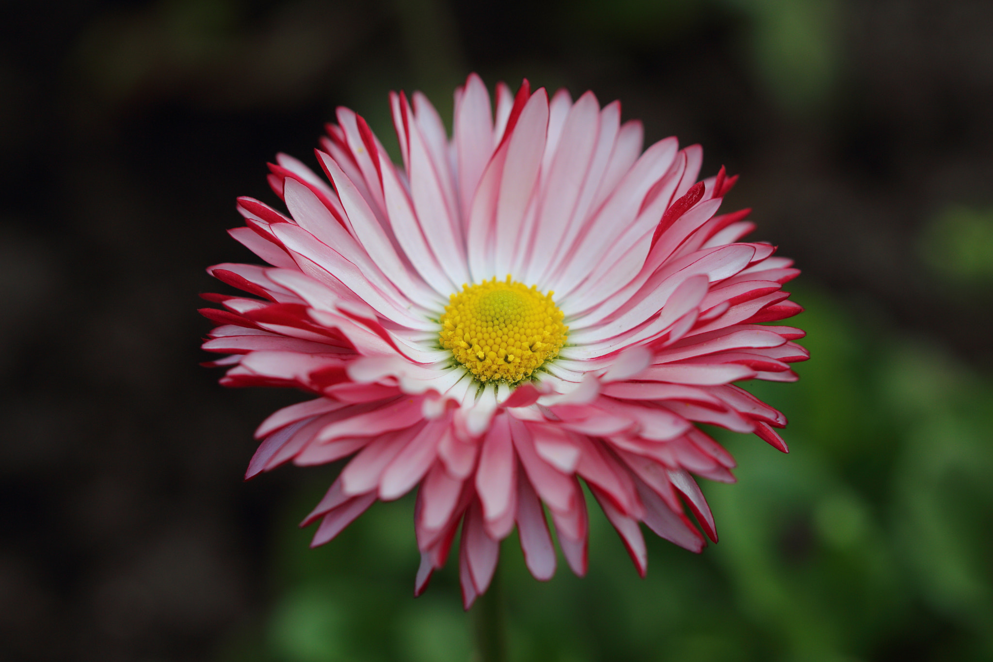 Canon EF 100mm F2.8 Macro USM sample photo. Flower photography