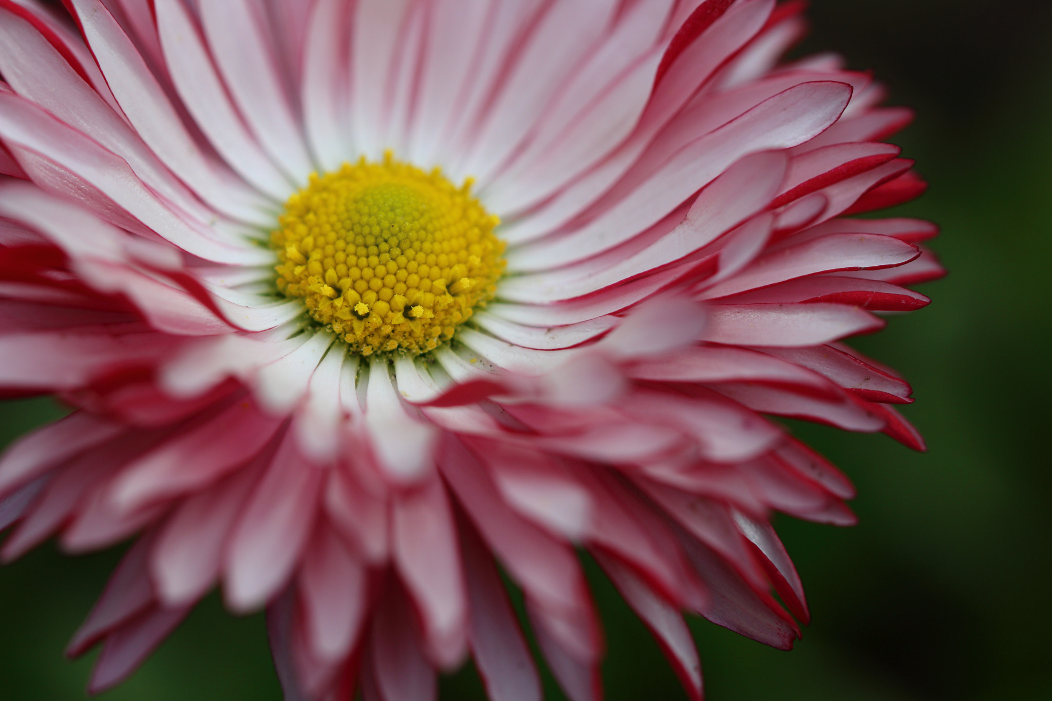 Canon EF 100mm F2.8 Macro USM sample photo. Flower photography