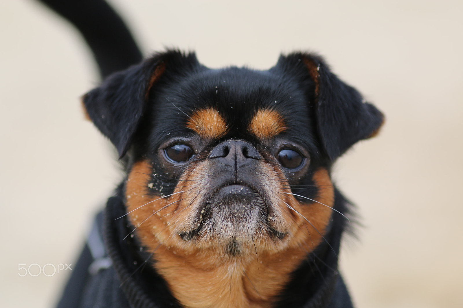 Canon EOS 70D + Canon EF 200mm F2.8L II USM sample photo. Was guckst du ... photography