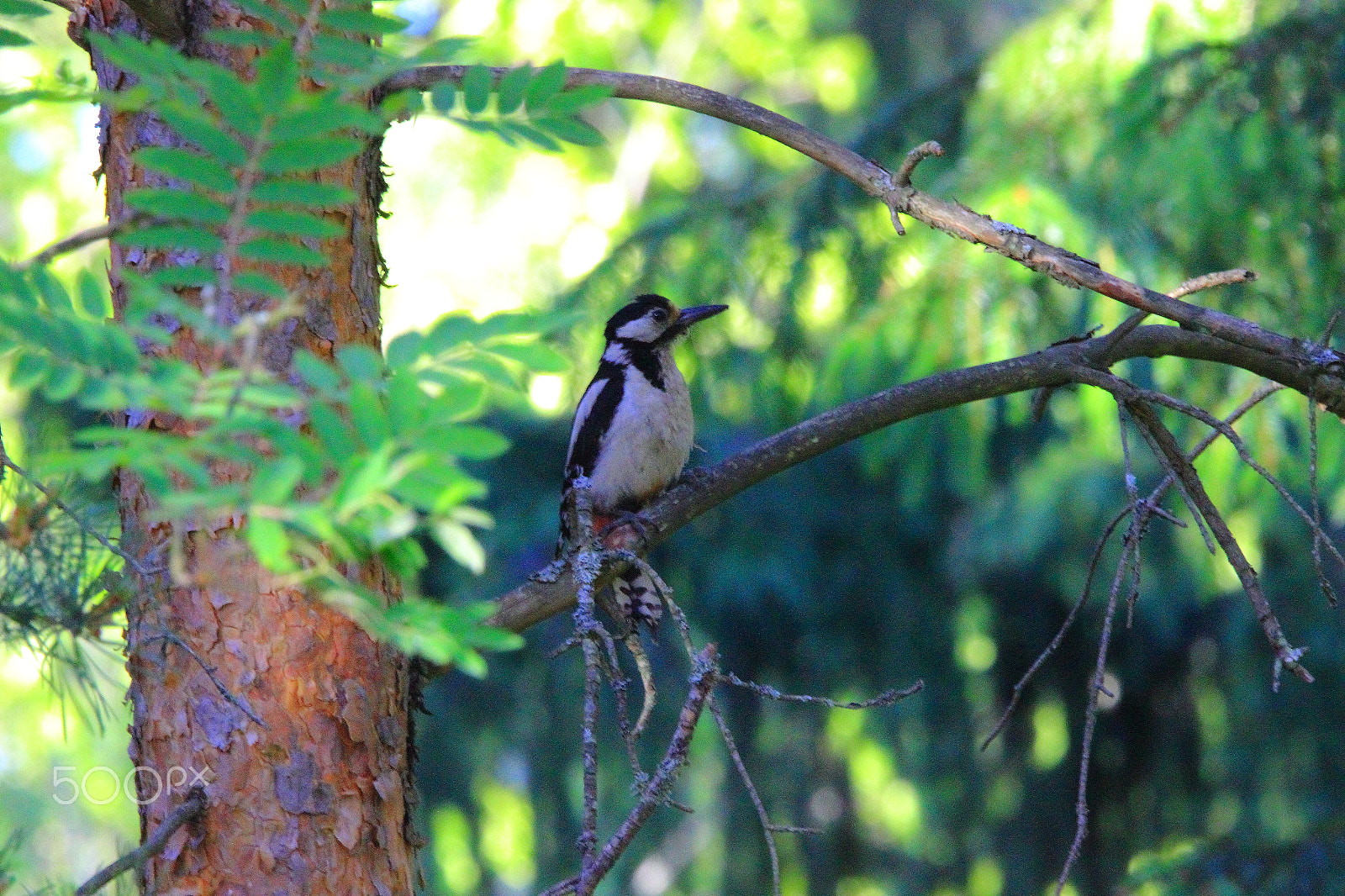 Sigma 150-600mm F5-6.3 DG OS HSM | C sample photo. Woodpecker photography