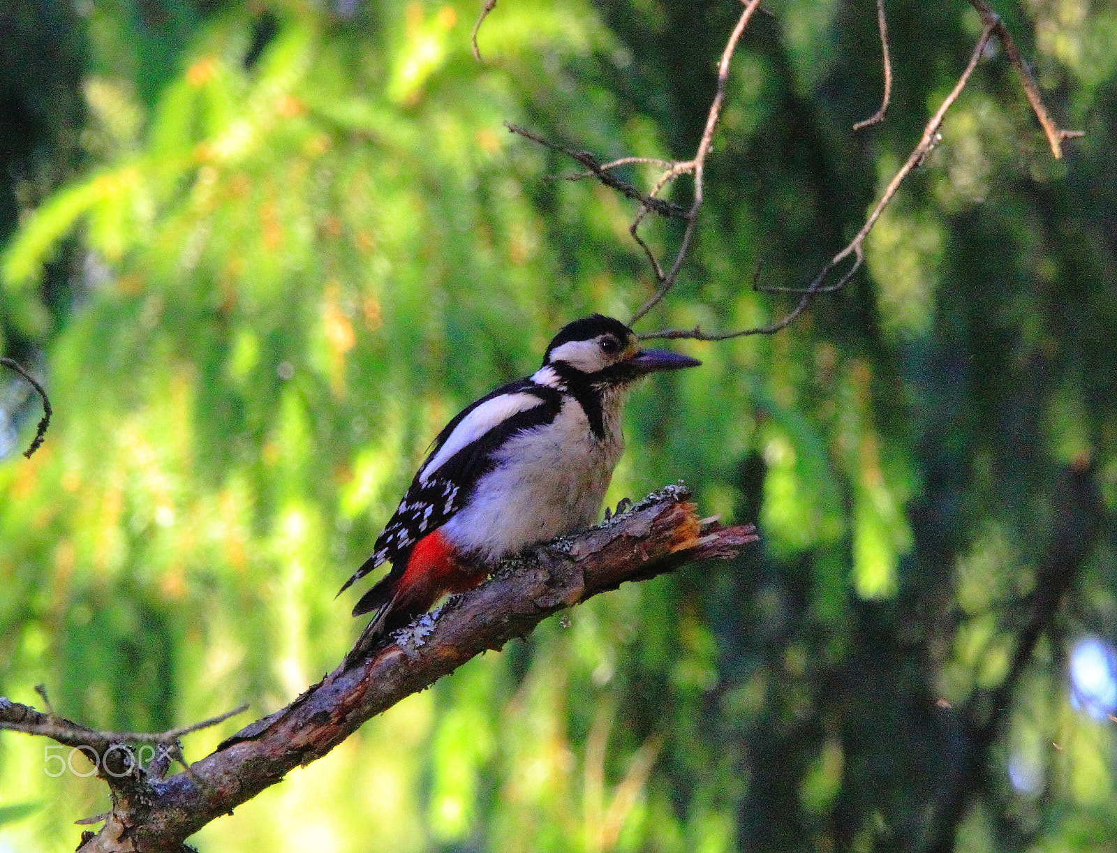 Sigma 150-600mm F5-6.3 DG OS HSM | C sample photo. Woodpecker photography