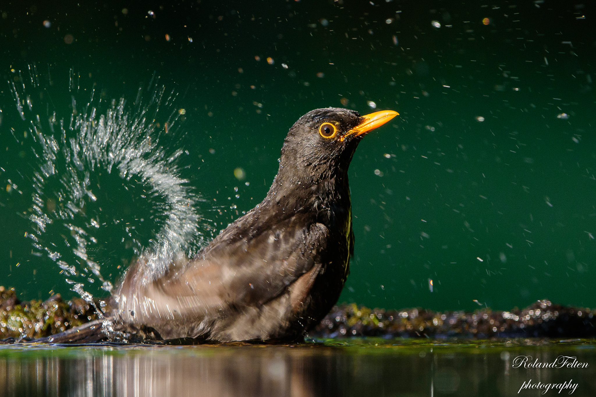 Nikon AF-S Nikkor 200-400mm F4G ED-IF VR sample photo. Bathing blackbird photography