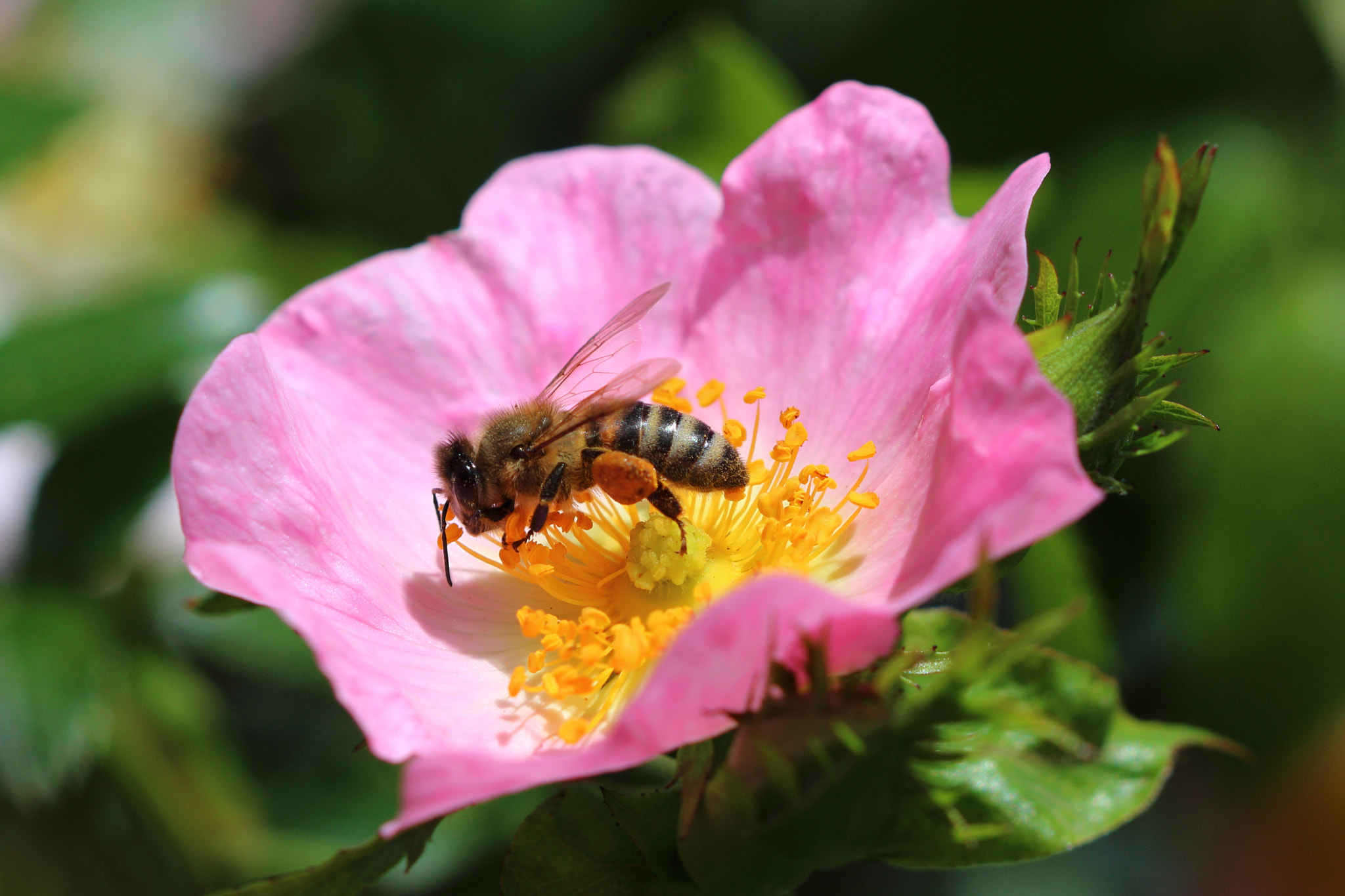 Canon EF 100mm F2.8 Macro USM sample photo. Honey bee @work photography