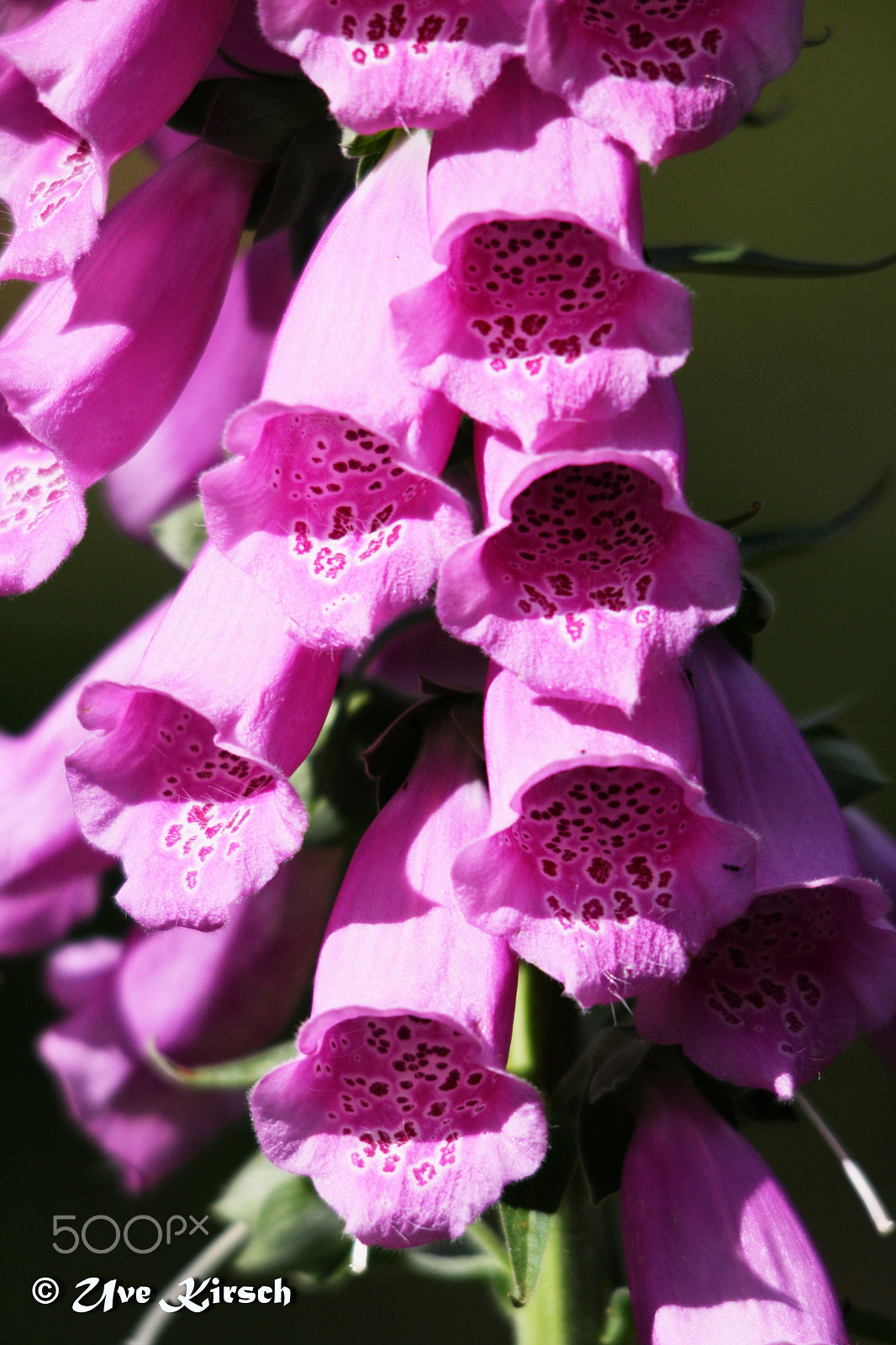 Sigma 150-500mm F5-6.3 DG OS HSM sample photo. Purple digitalis photography