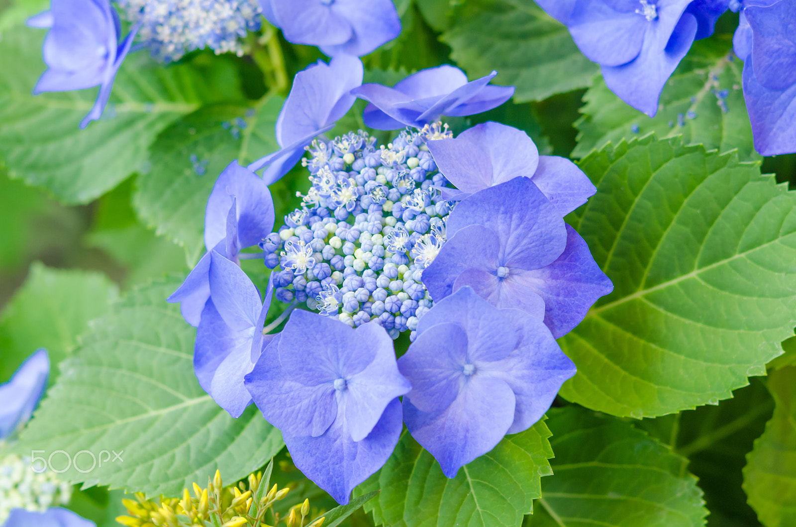 Nikon AF-S Micro-Nikkor 60mm F2.8G ED sample photo. Hydrangea photography