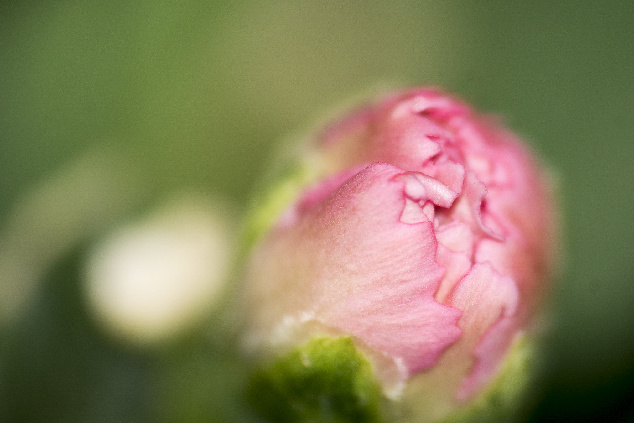 Sony 70-300mm F4.5-5.6 G SSM sample photo. Gardens hidden beauty photography