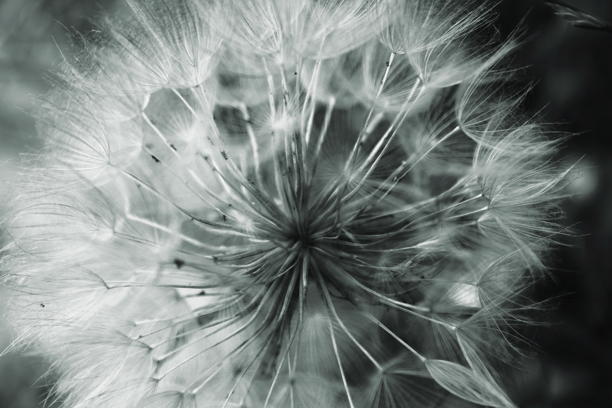 Canon EF-S 18-55mm F3.5-5.6 III sample photo. Dandelion photography