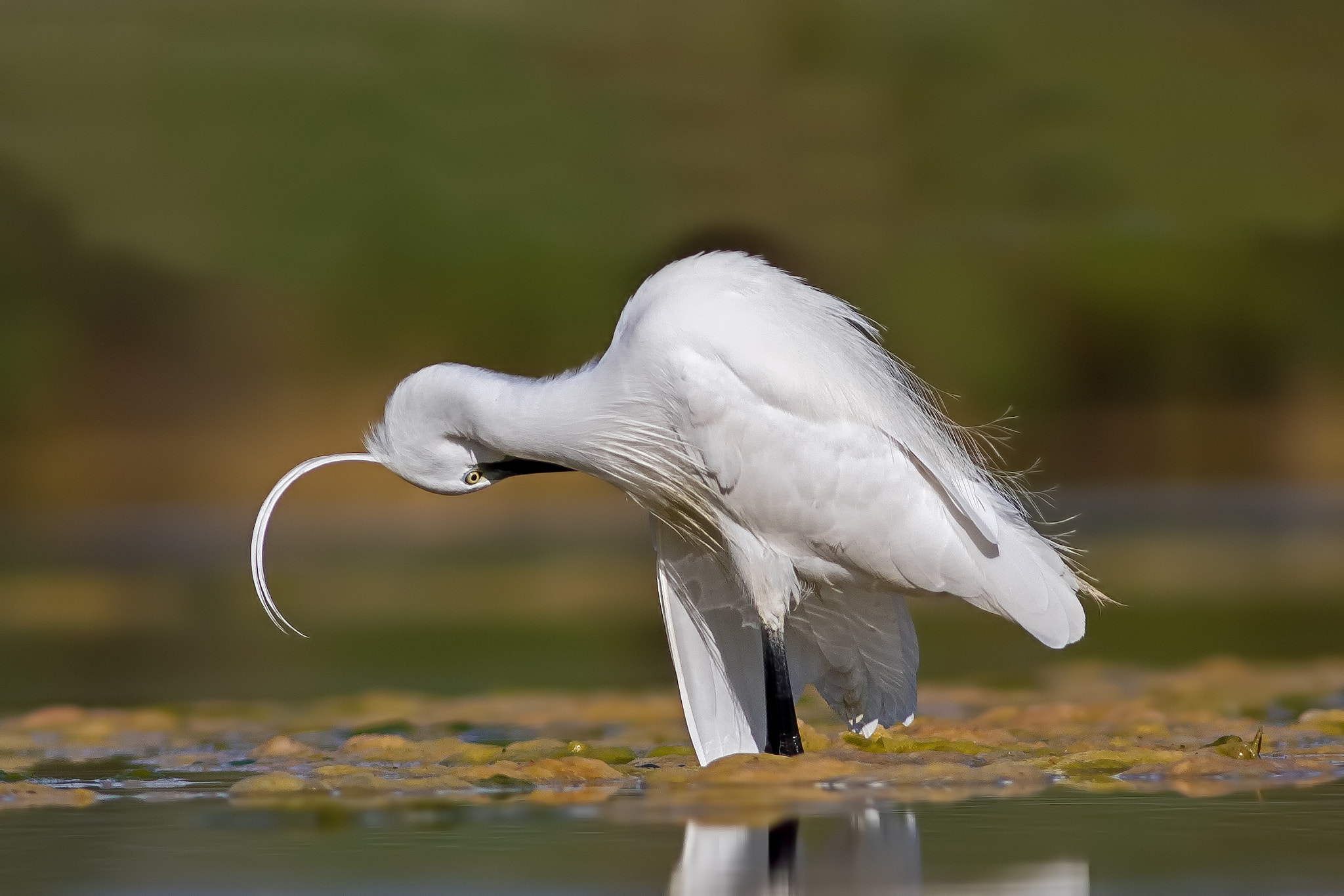 Canon EOS 7D Mark II + Canon EF 400mm F5.6L USM sample photo. 0fb33263.jpg photography