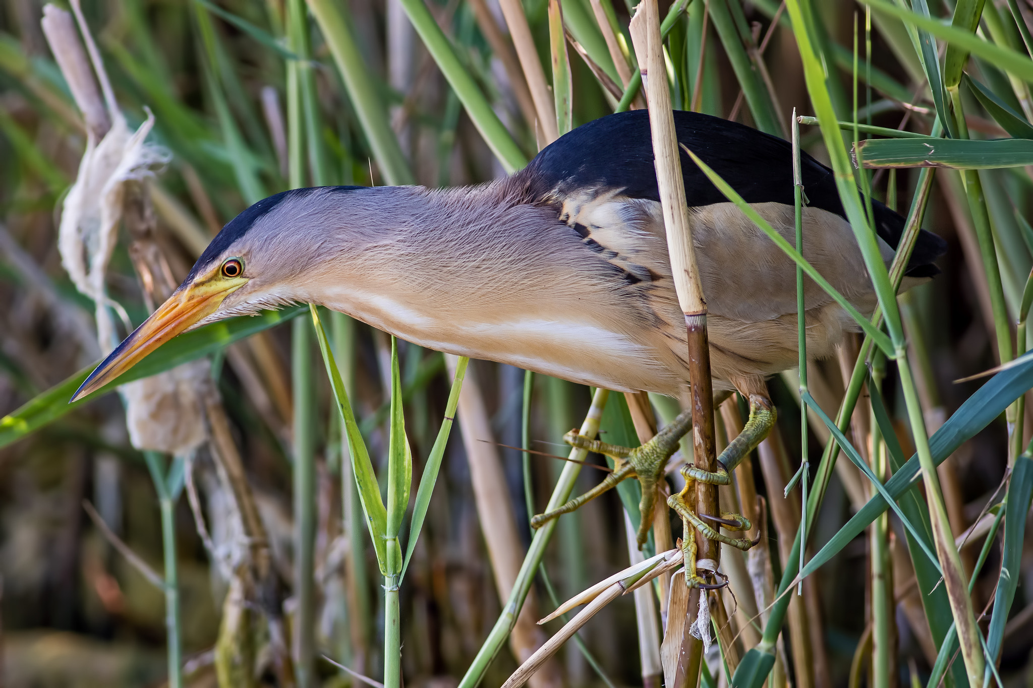 Canon EOS 7D Mark II + Canon EF 400mm F5.6L USM sample photo. 0fb33478.jpg photography