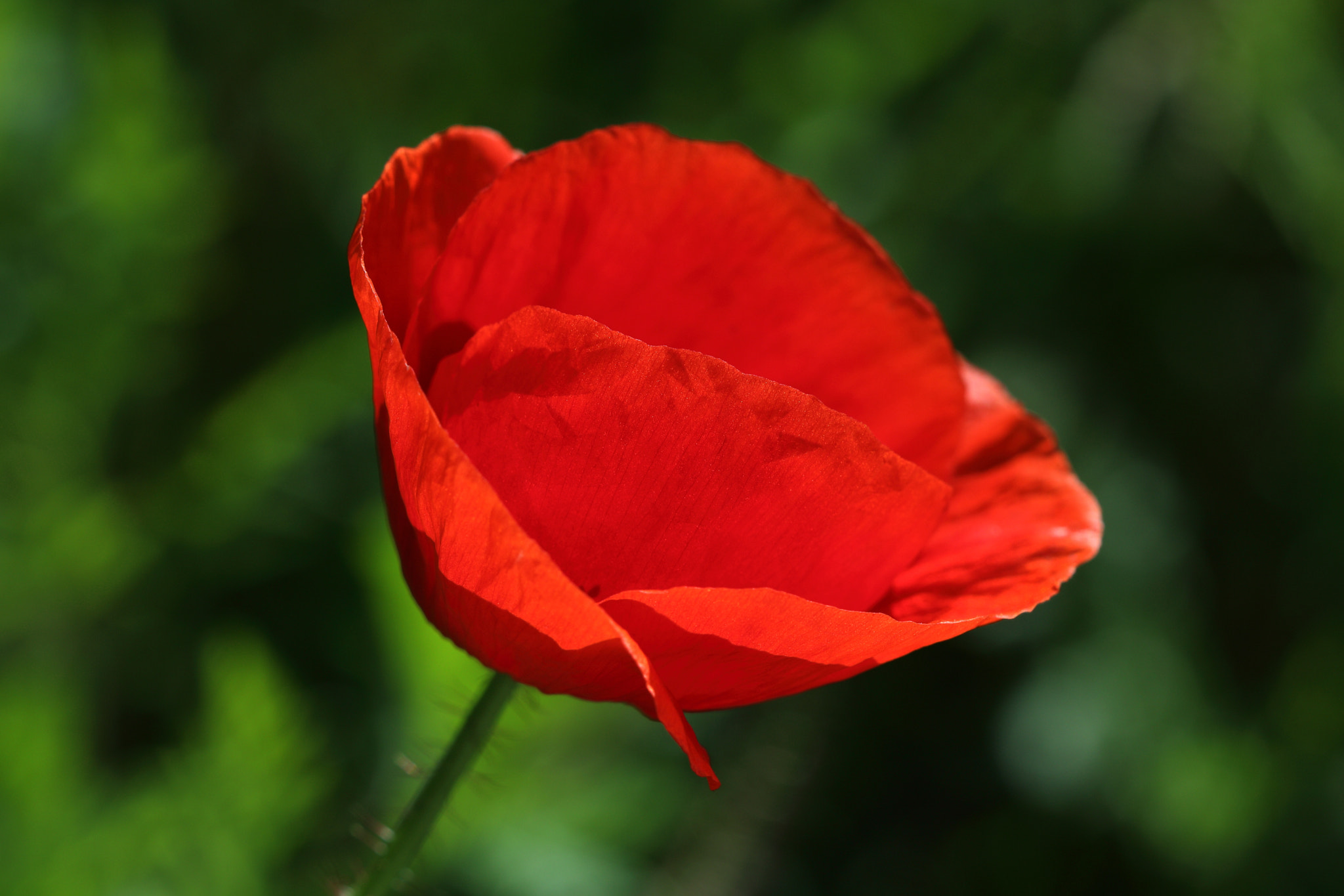 Canon EF 100mm F2.8 Macro USM sample photo. Poppy photography