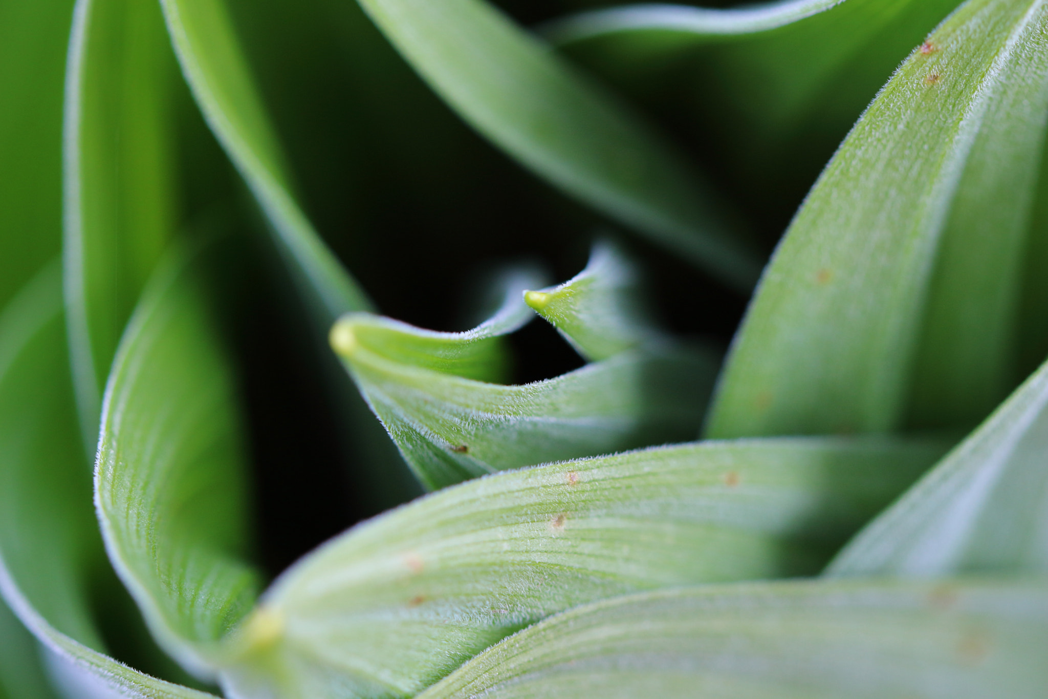 Canon EF 100mm F2.8 Macro USM sample photo. Plant photography