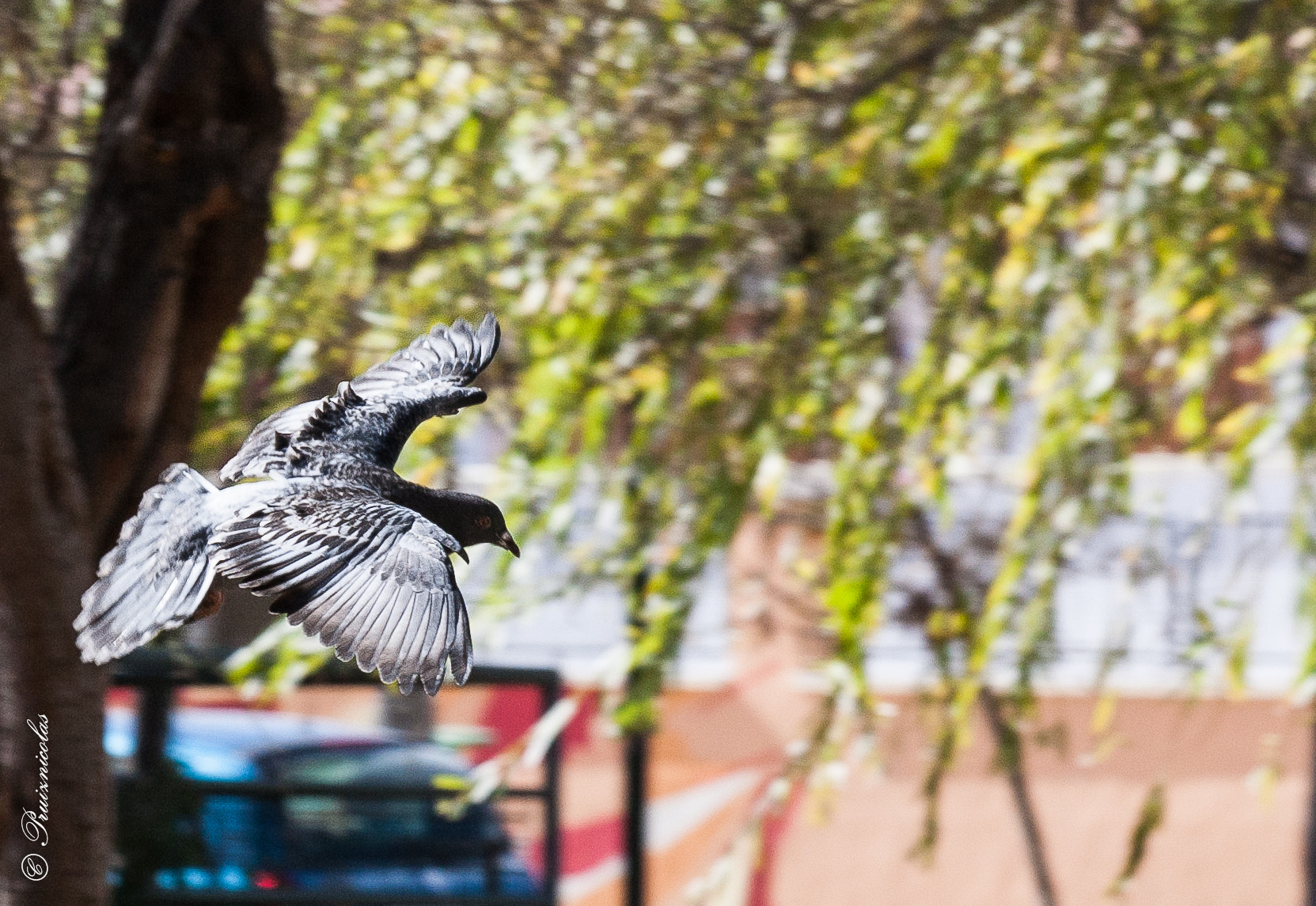 Canon EF 70-300mm F4-5.6 IS USM sample photo