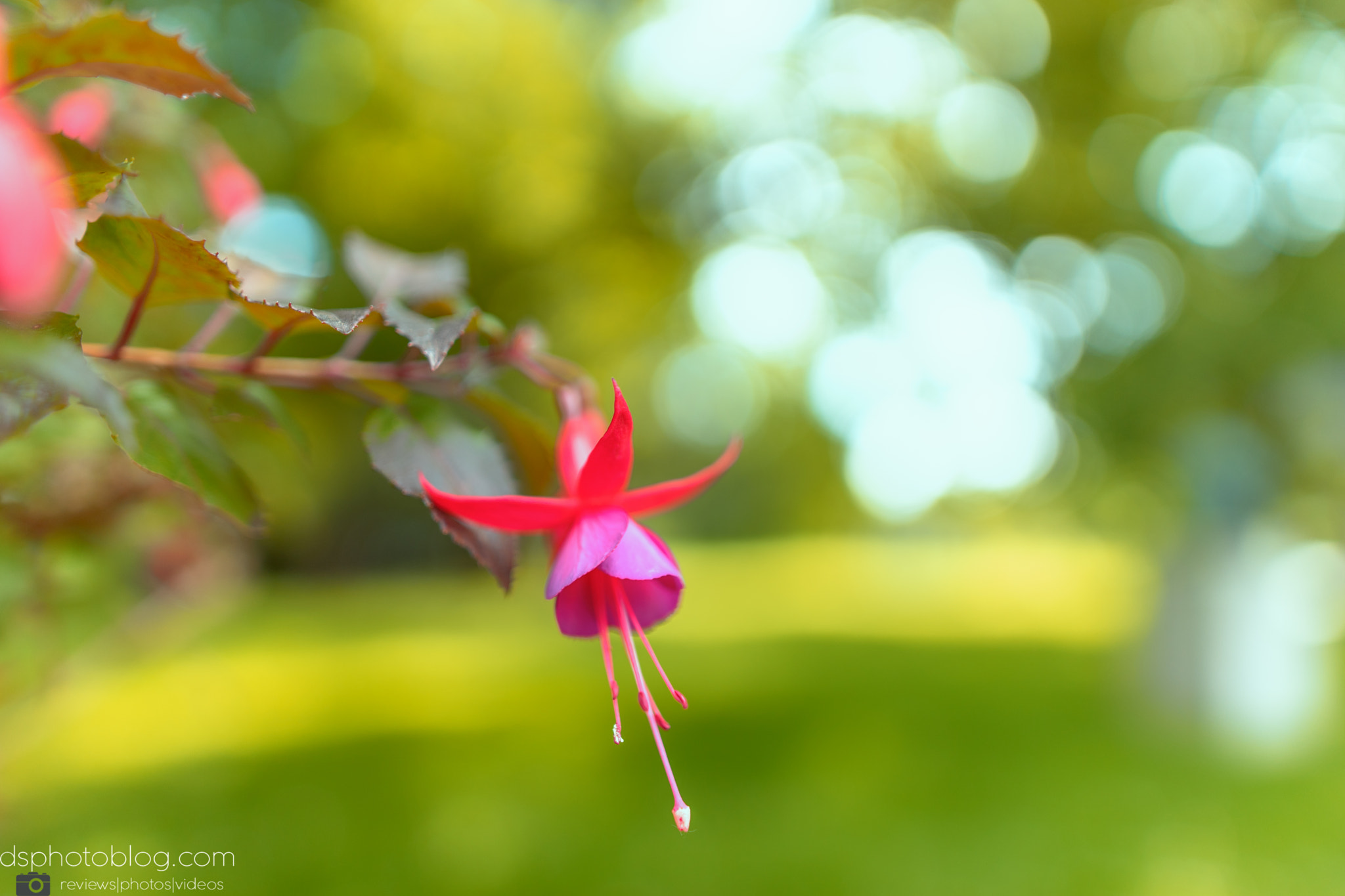 Sony a7 II + Sigma 24mm F1.4 DG HSM Art sample photo. Summer beauty photography