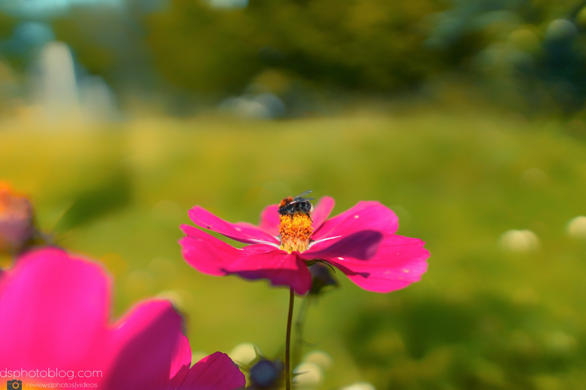 Sony a7 II + Sigma 24mm F1.4 DG HSM Art sample photo. The bee has landed photography