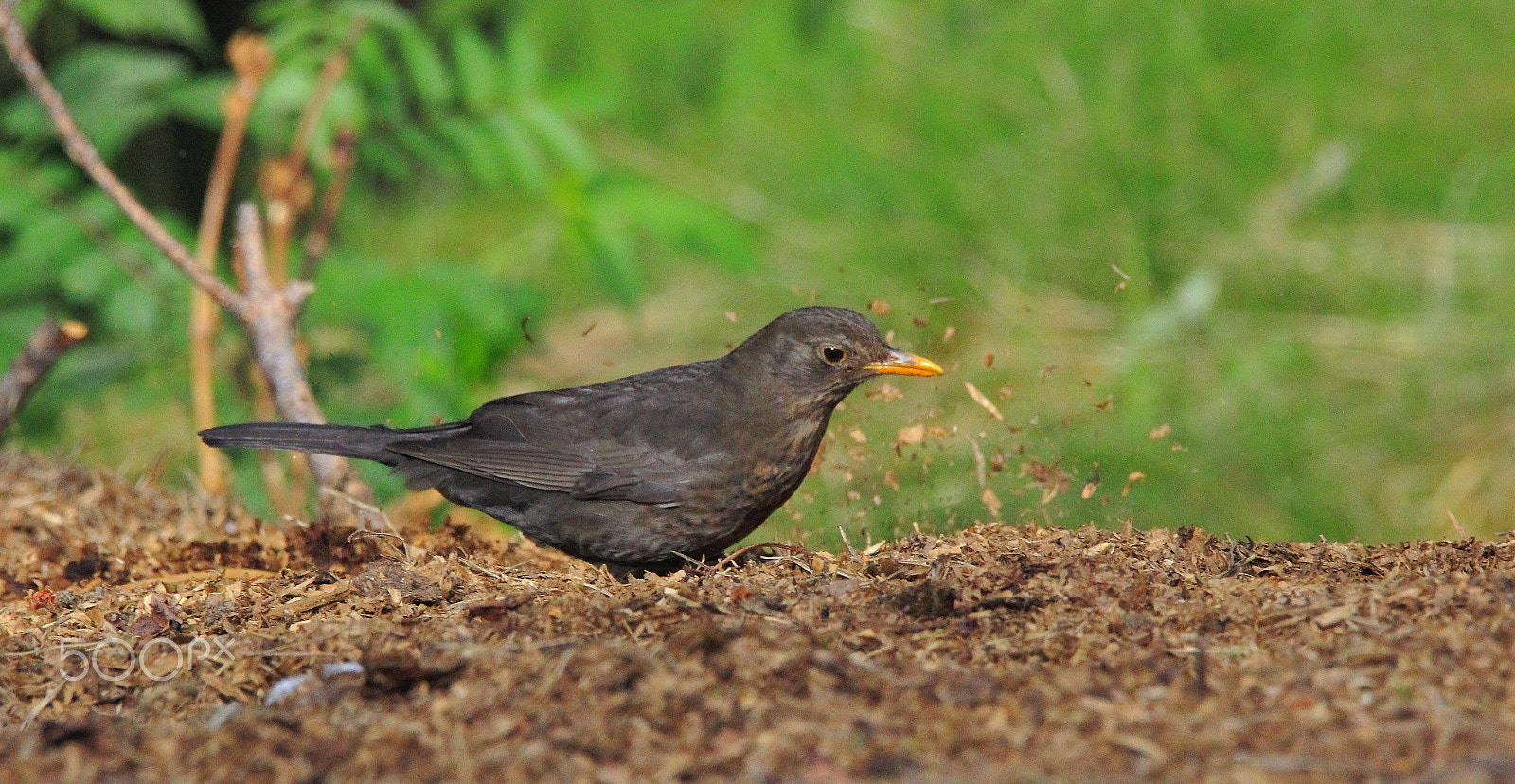 Sigma 150-600mm F5-6.3 DG OS HSM | C sample photo. Blackbird is diging a land photography