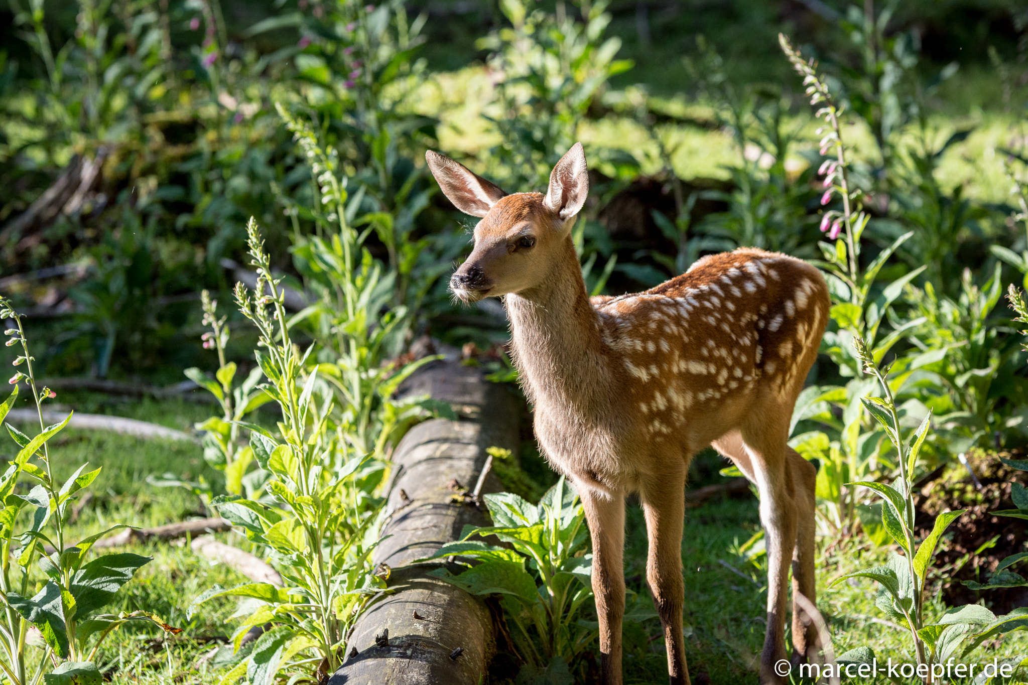 Sigma 70-200mm F2.8 EX DG OS HSM sample photo. Bambi photography