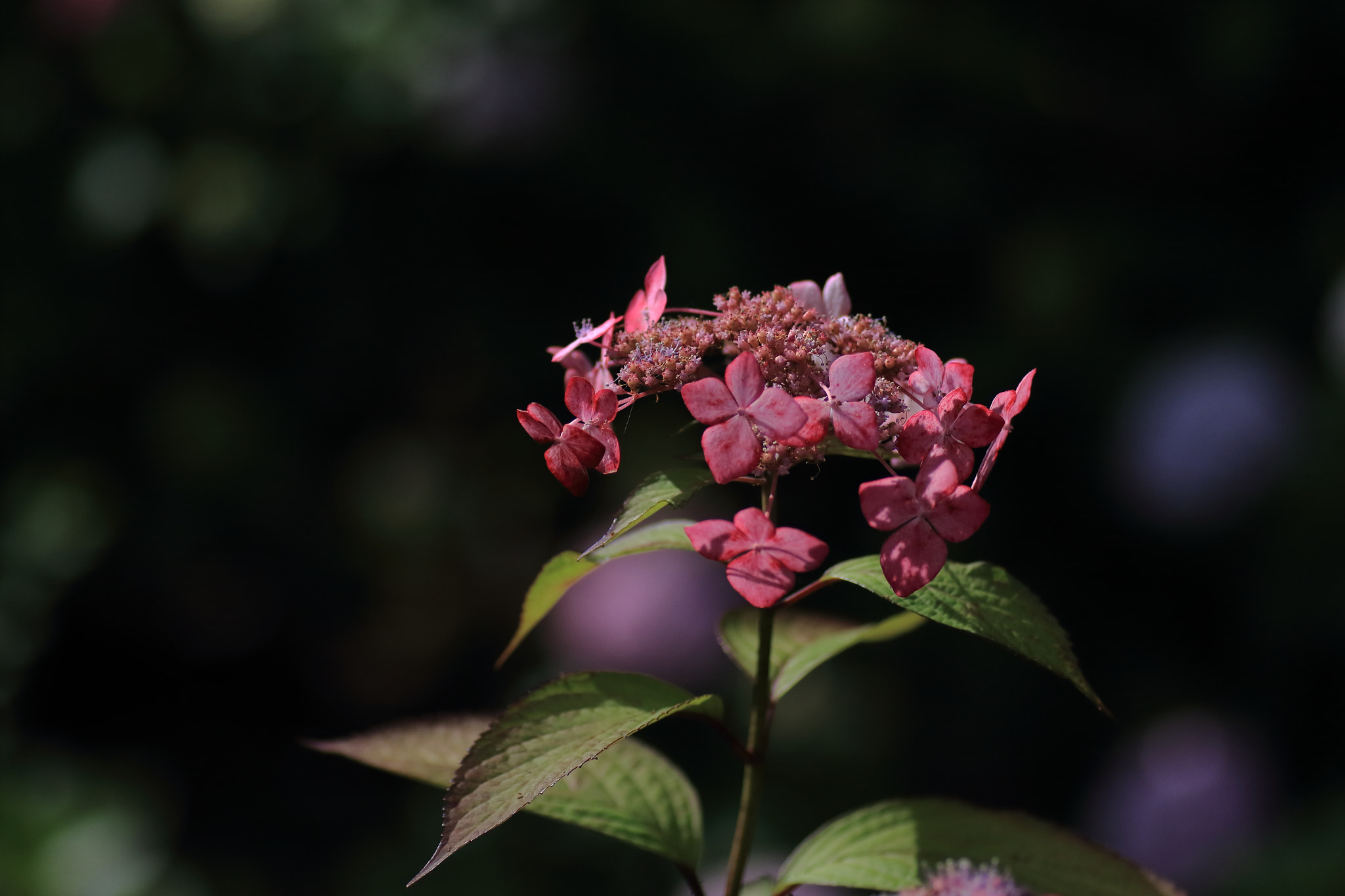 Canon EOS 7D Mark II + Tamron SP AF 90mm F2.8 Di Macro sample photo. ...紫陽花。 photography