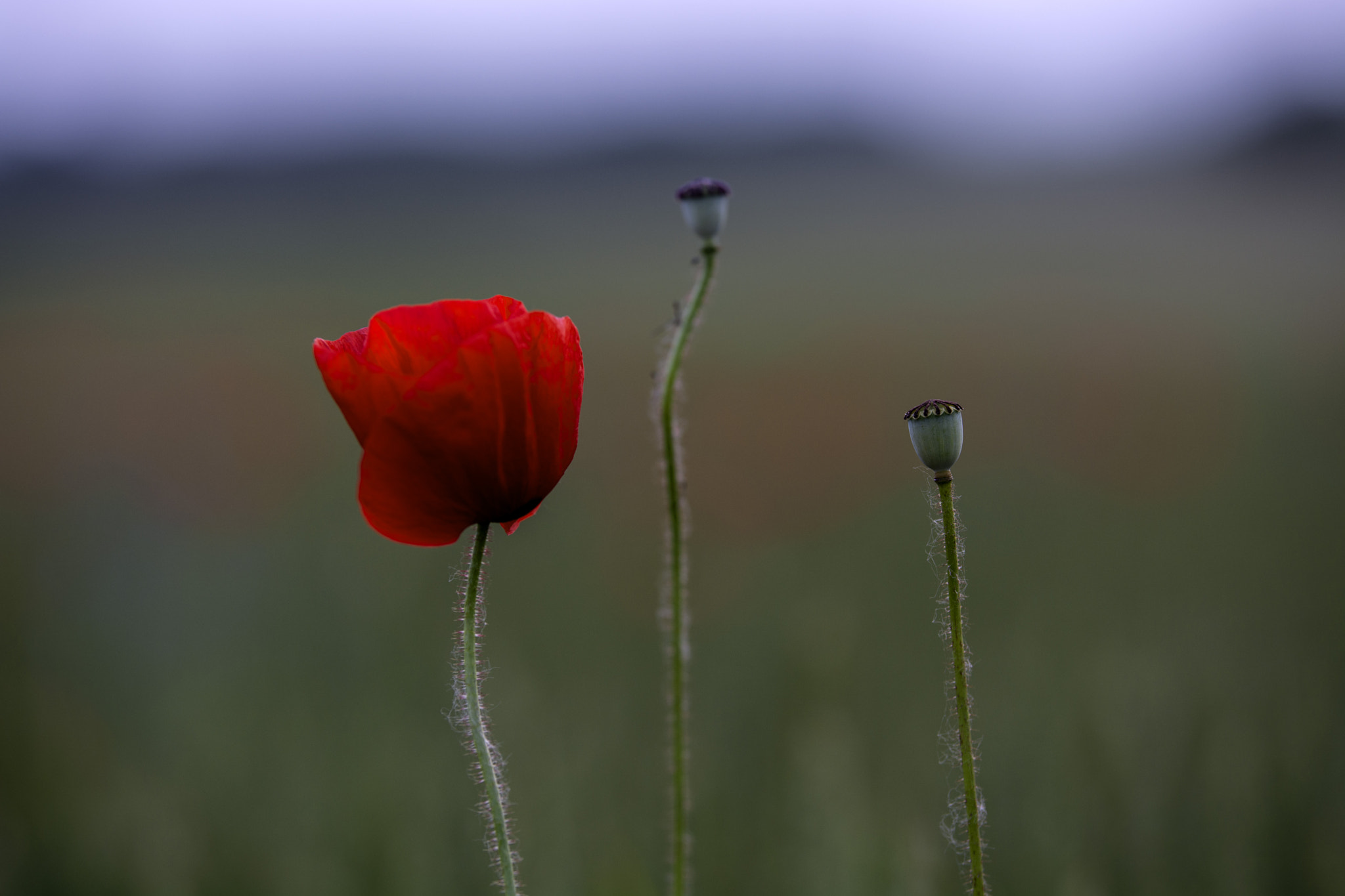 Nikon D7100 + Sigma 50-100mm F1.8 DC HSM Art sample photo. Coquelicots4 photography