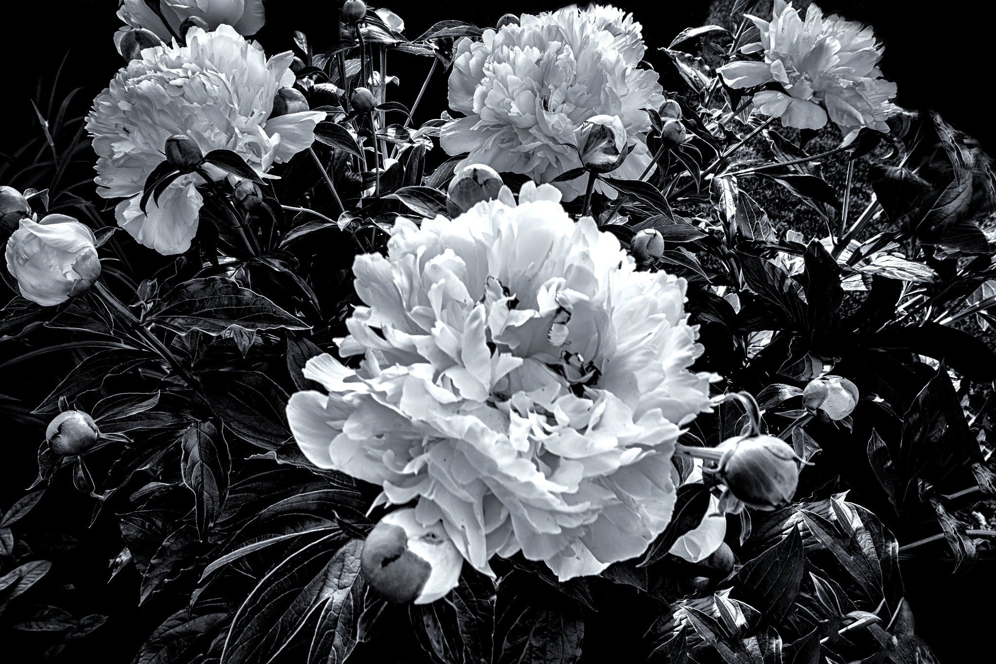 Fujifilm XC 16-50mm F3.5-5.6 OIS sample photo. Nectar photography