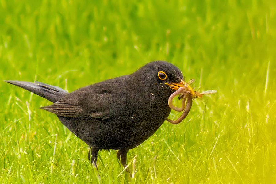 Canon EF 300mm F4L IS USM sample photo. Amsel mit futter photography